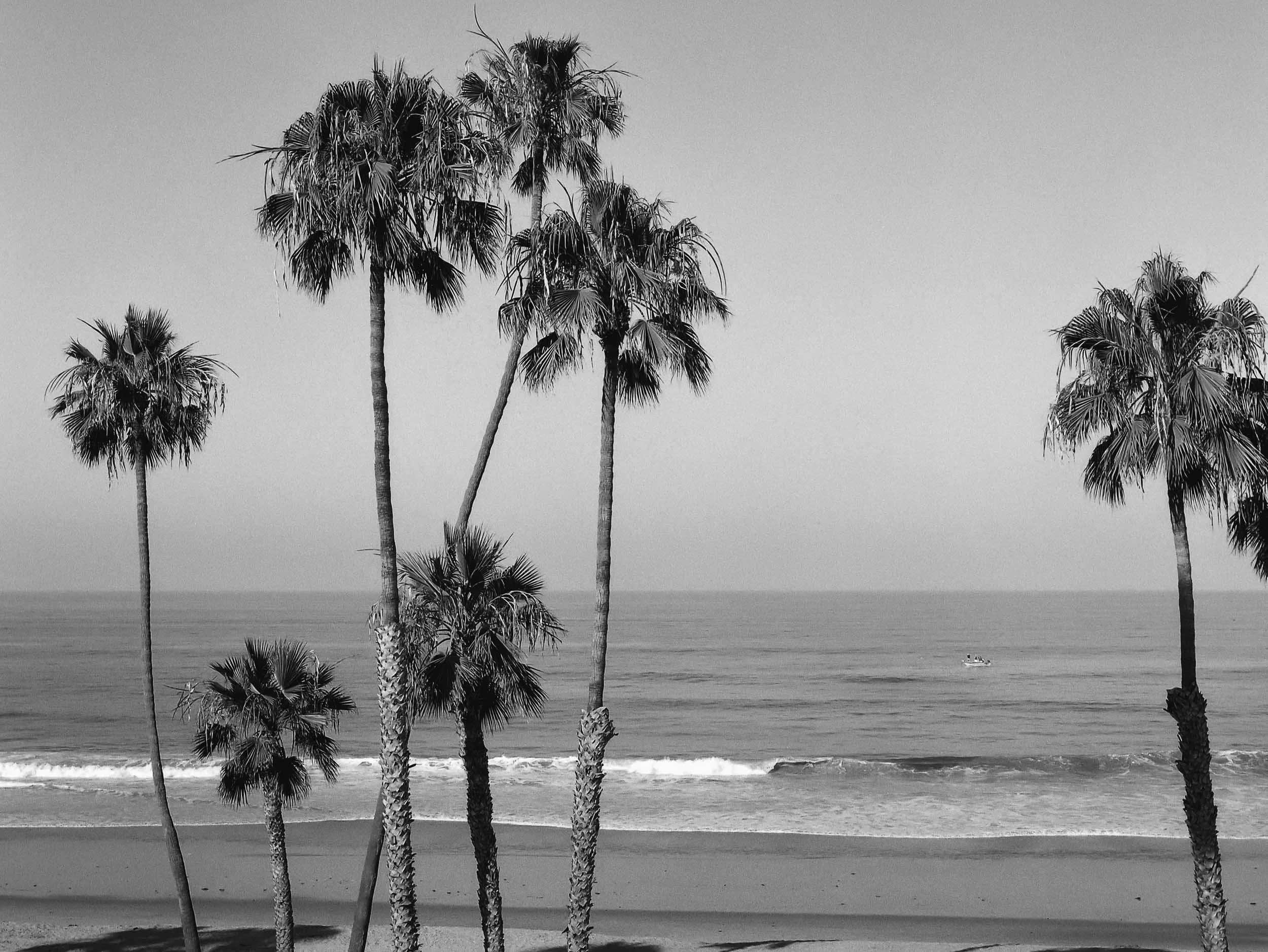 Black and white photo of several palm trees on a beach, with the ocean and a small boat in the background.