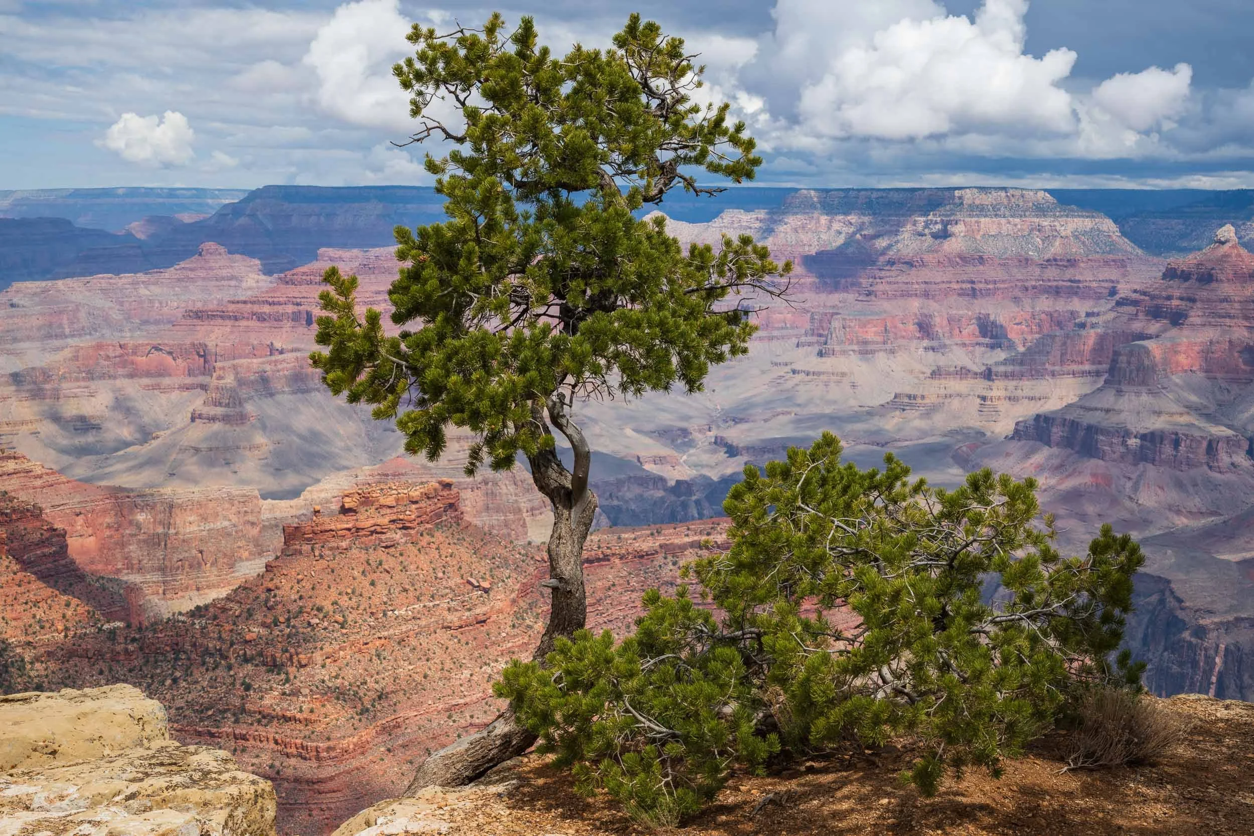A lone pine tree growing on rocky terrain with the Grand Canyon in the background under a cloudy sky.