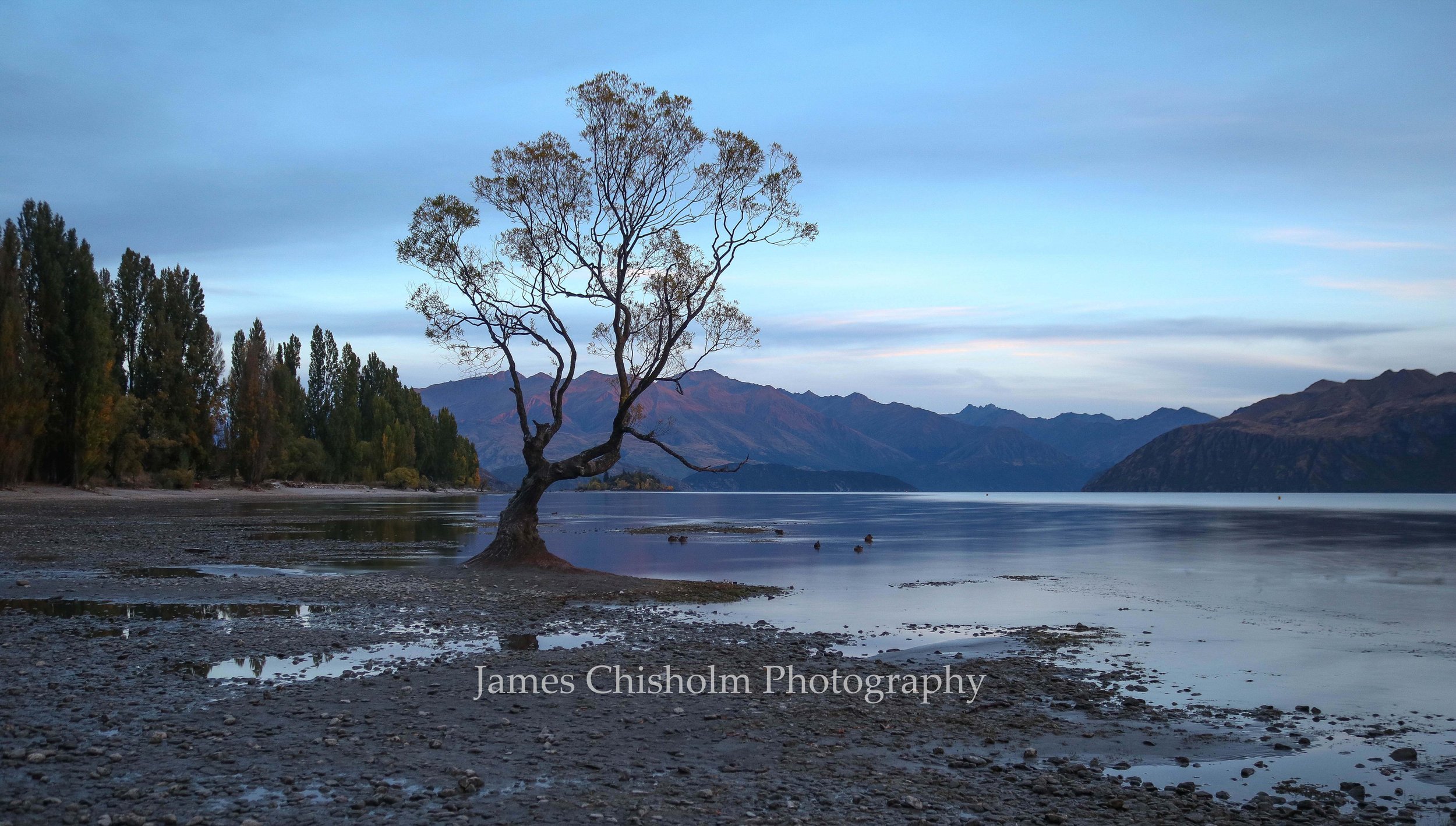 That Wanaka Tree