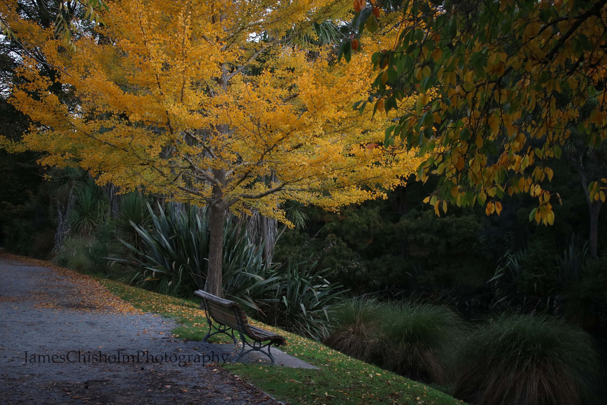 Riverside Yellow