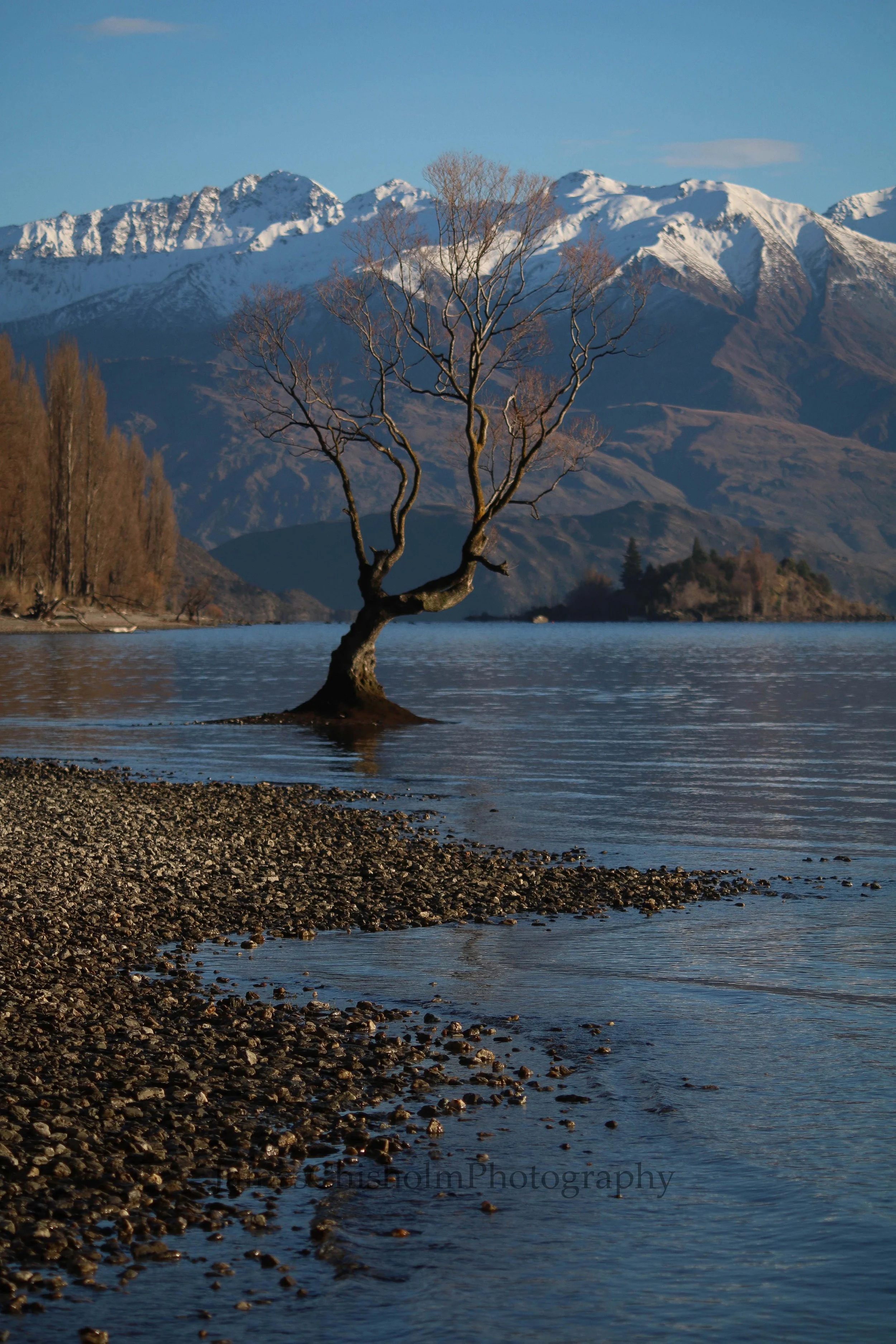 That Wanaka Tree #5