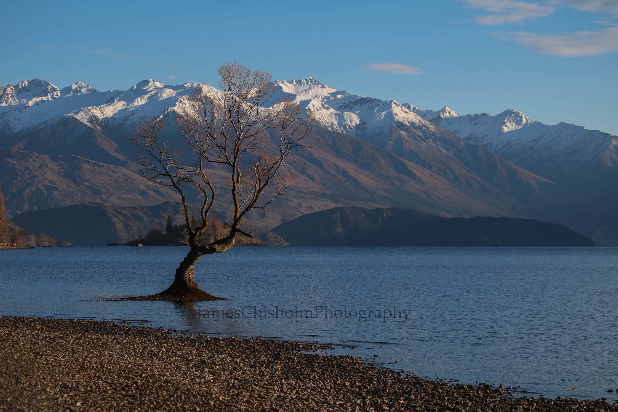 That Wanaka Tree #3