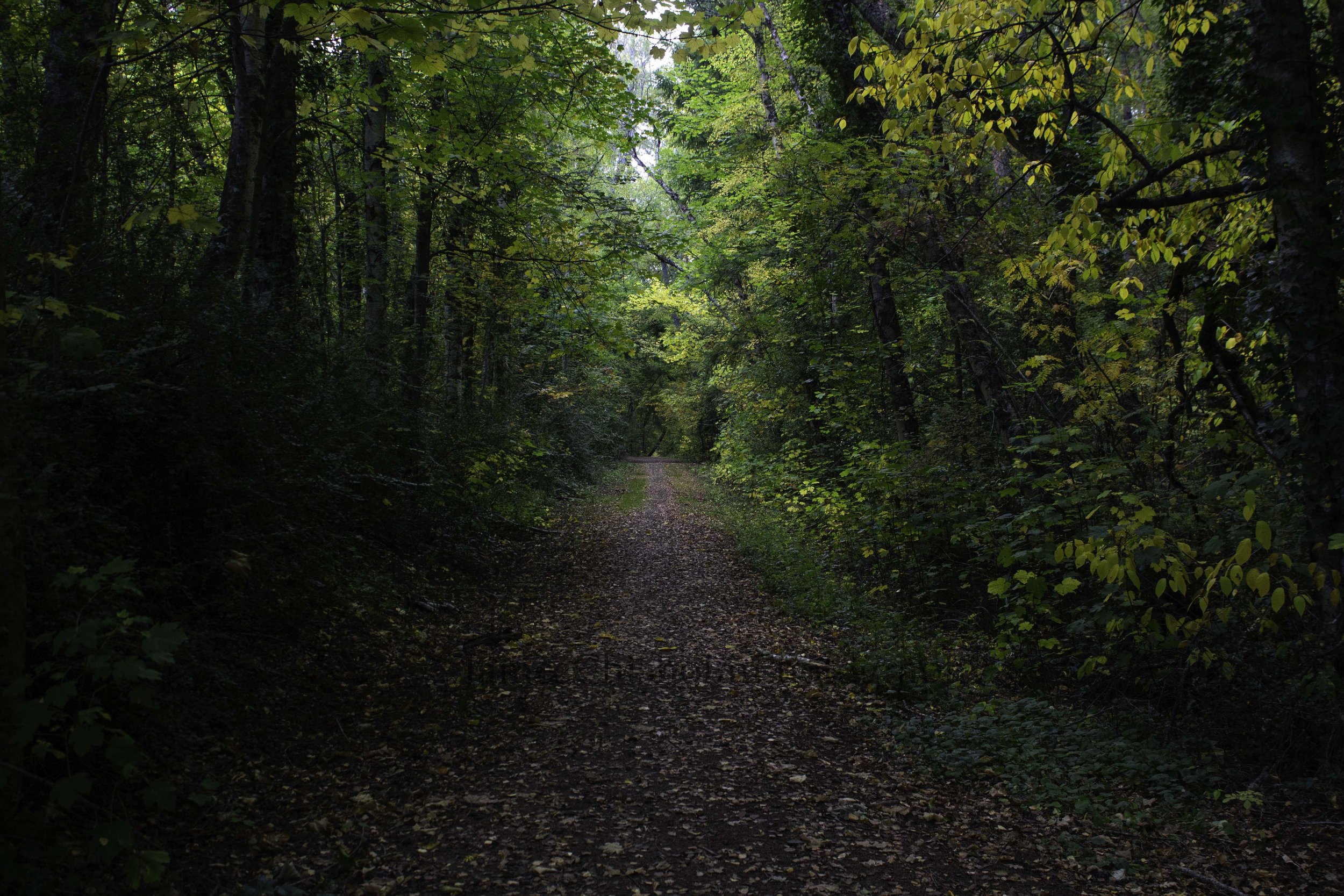 Hanmer Forest Path 