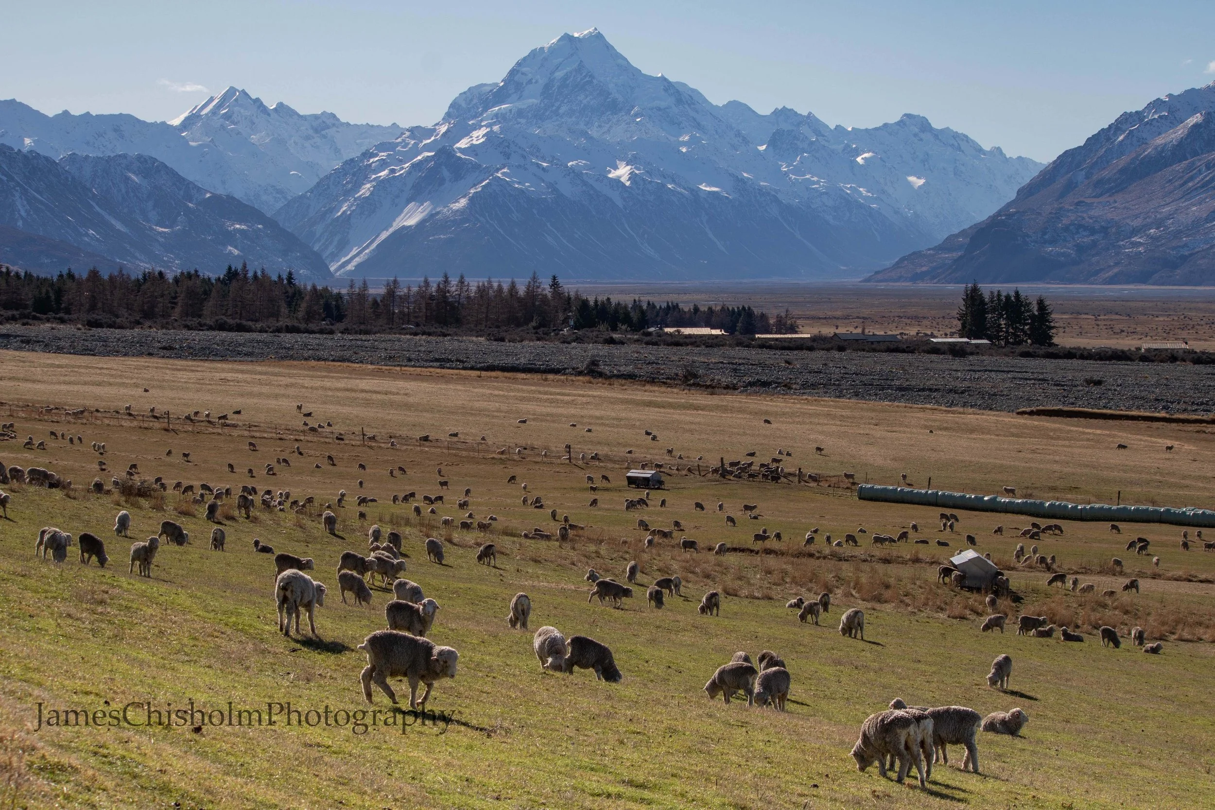 Aoraki Pastures