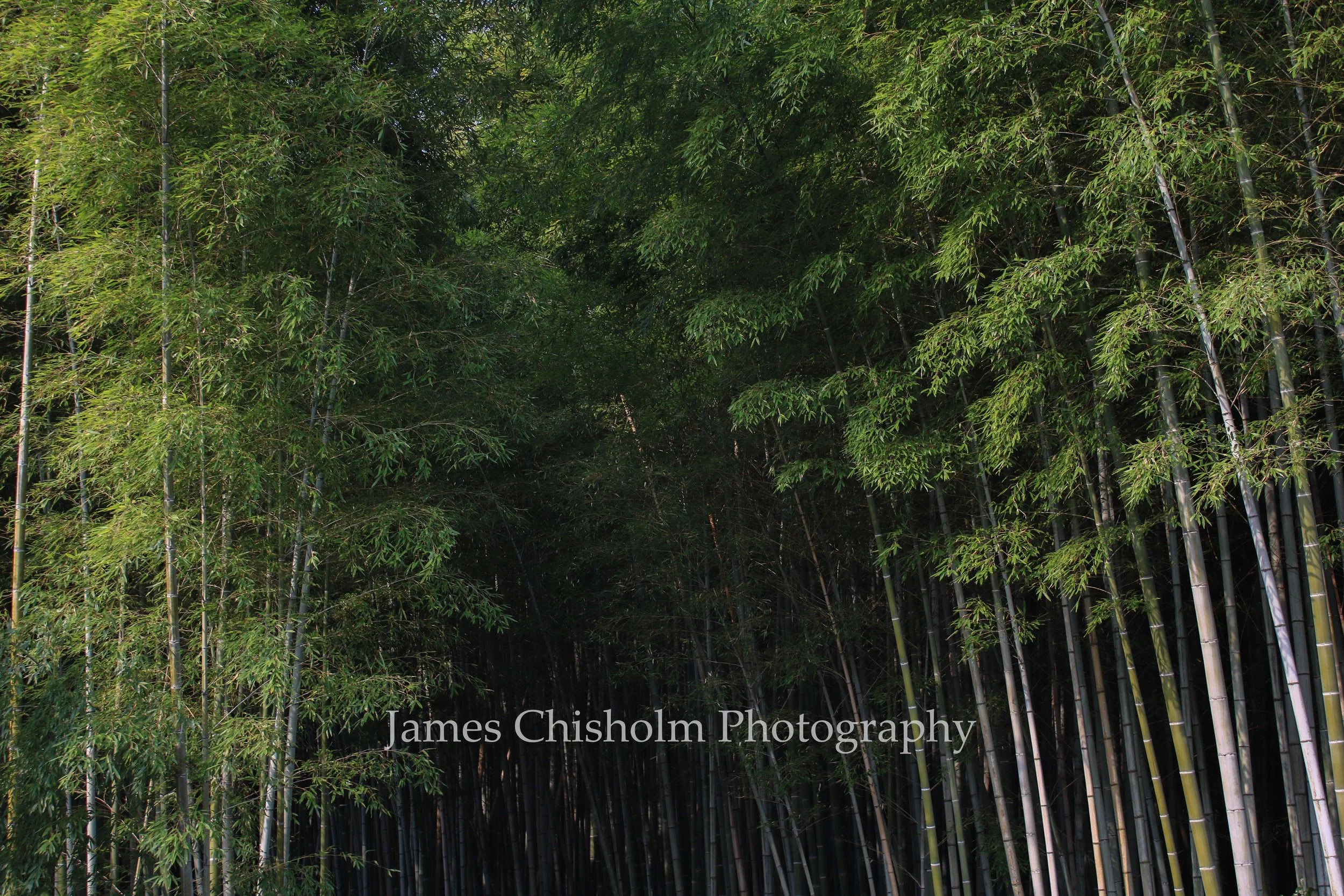 Bamboo Lush

- Kyoto, Japan