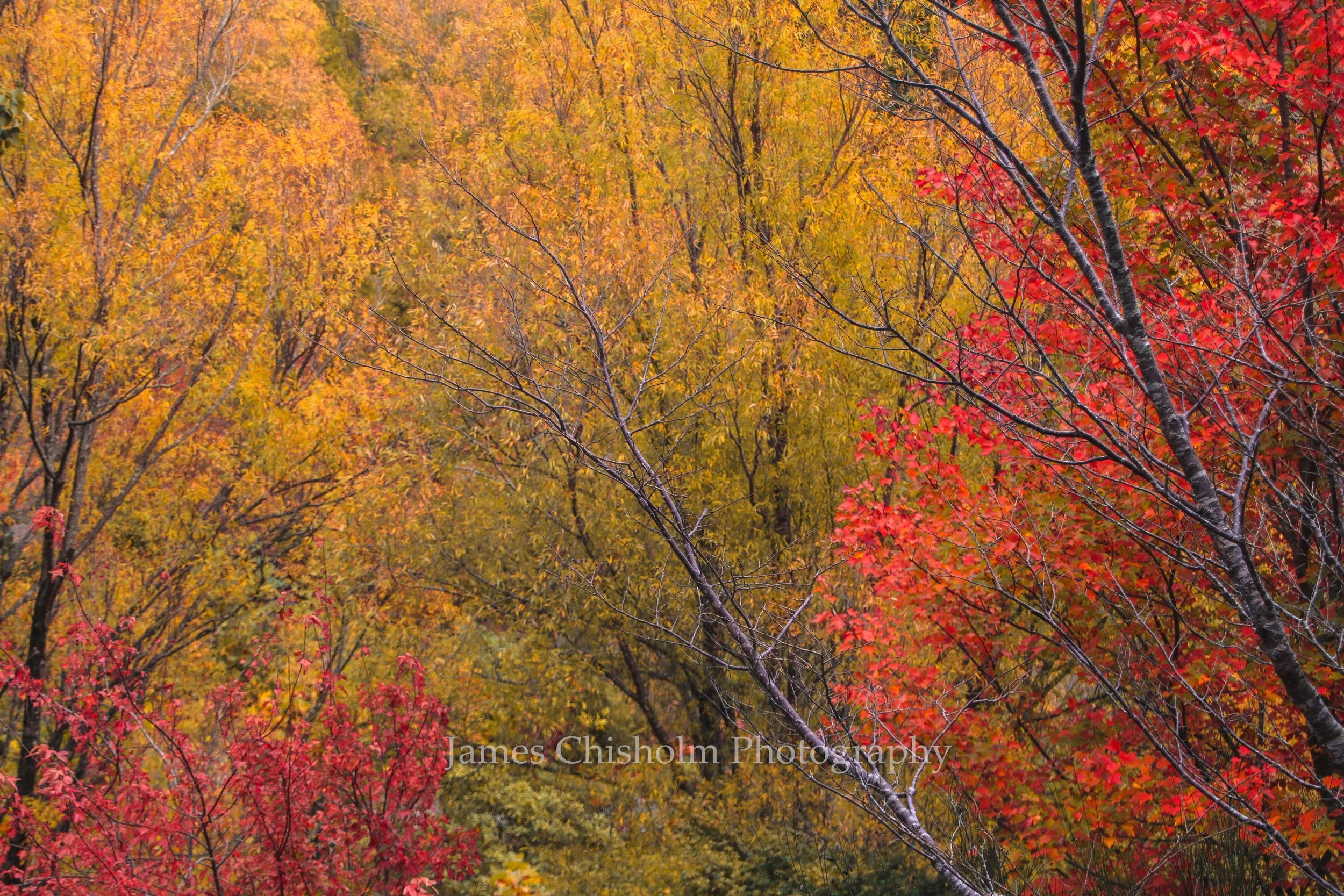 Autum Colours