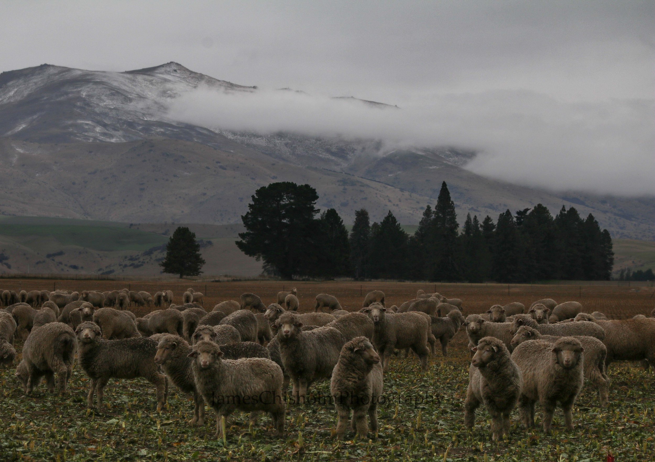 Winter Pastures