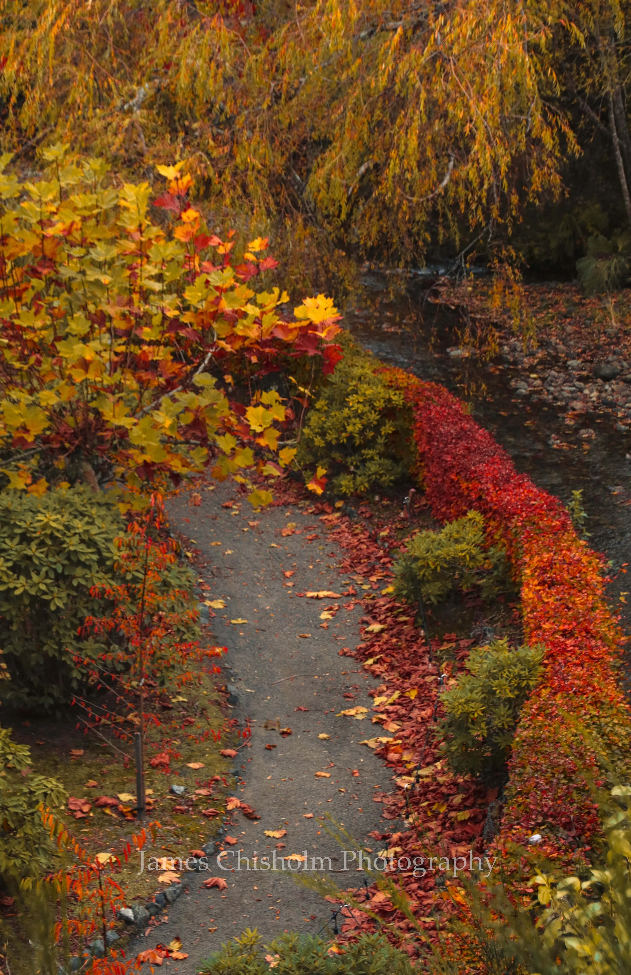 Autumn Path
