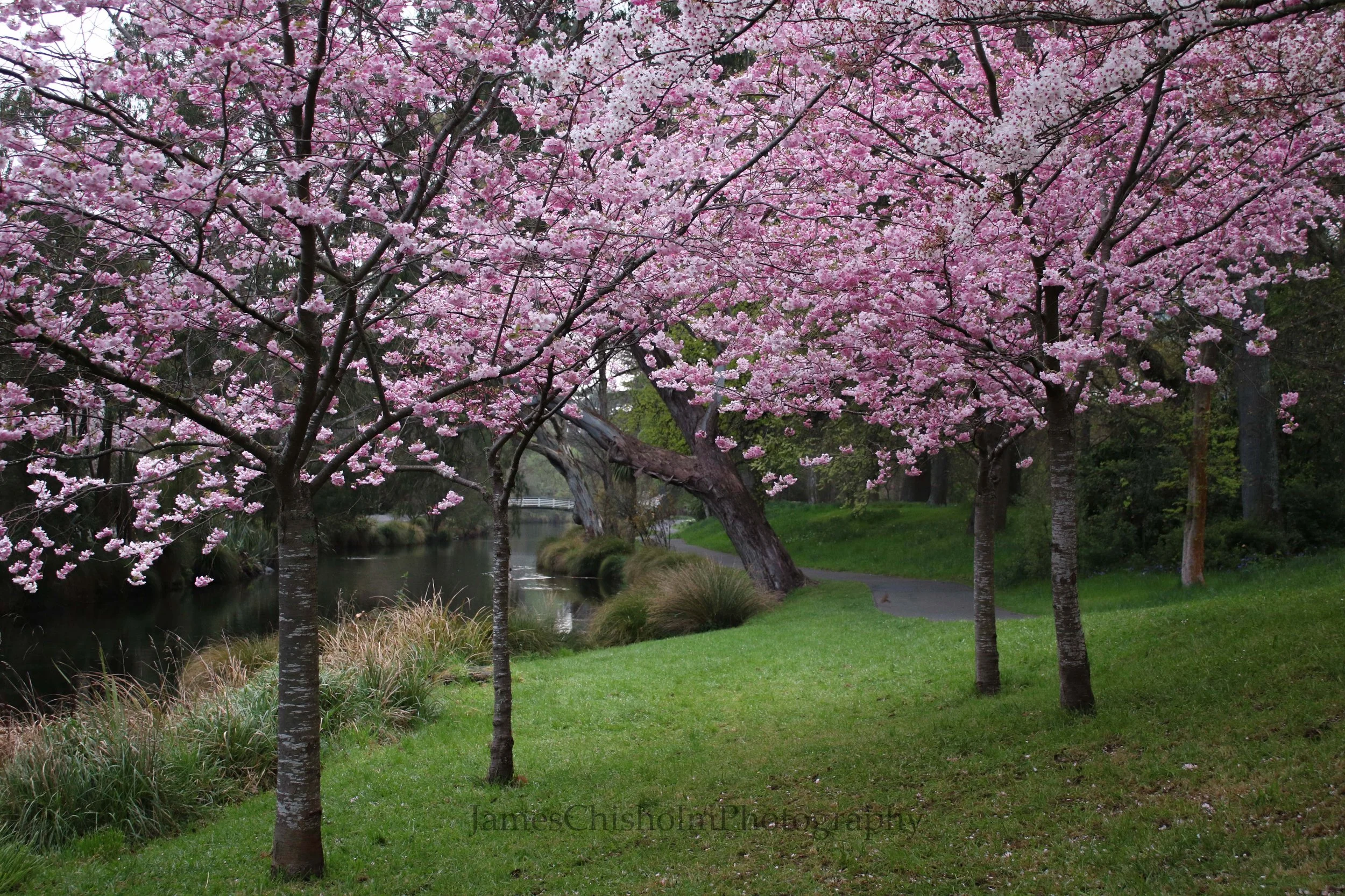 Blossom Spring