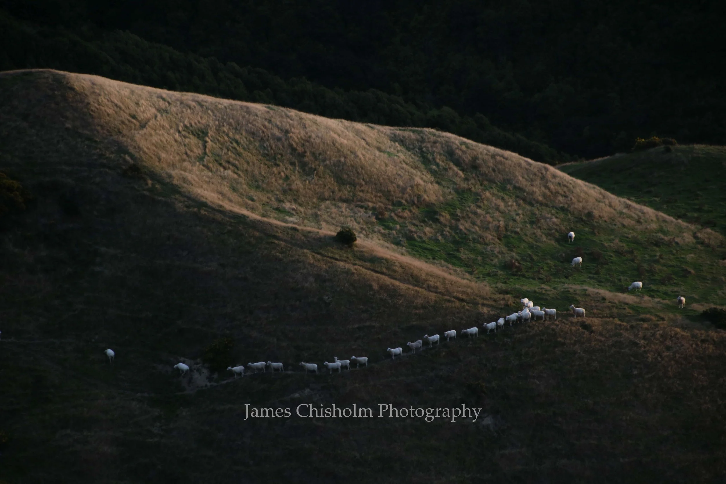 Following the Herd