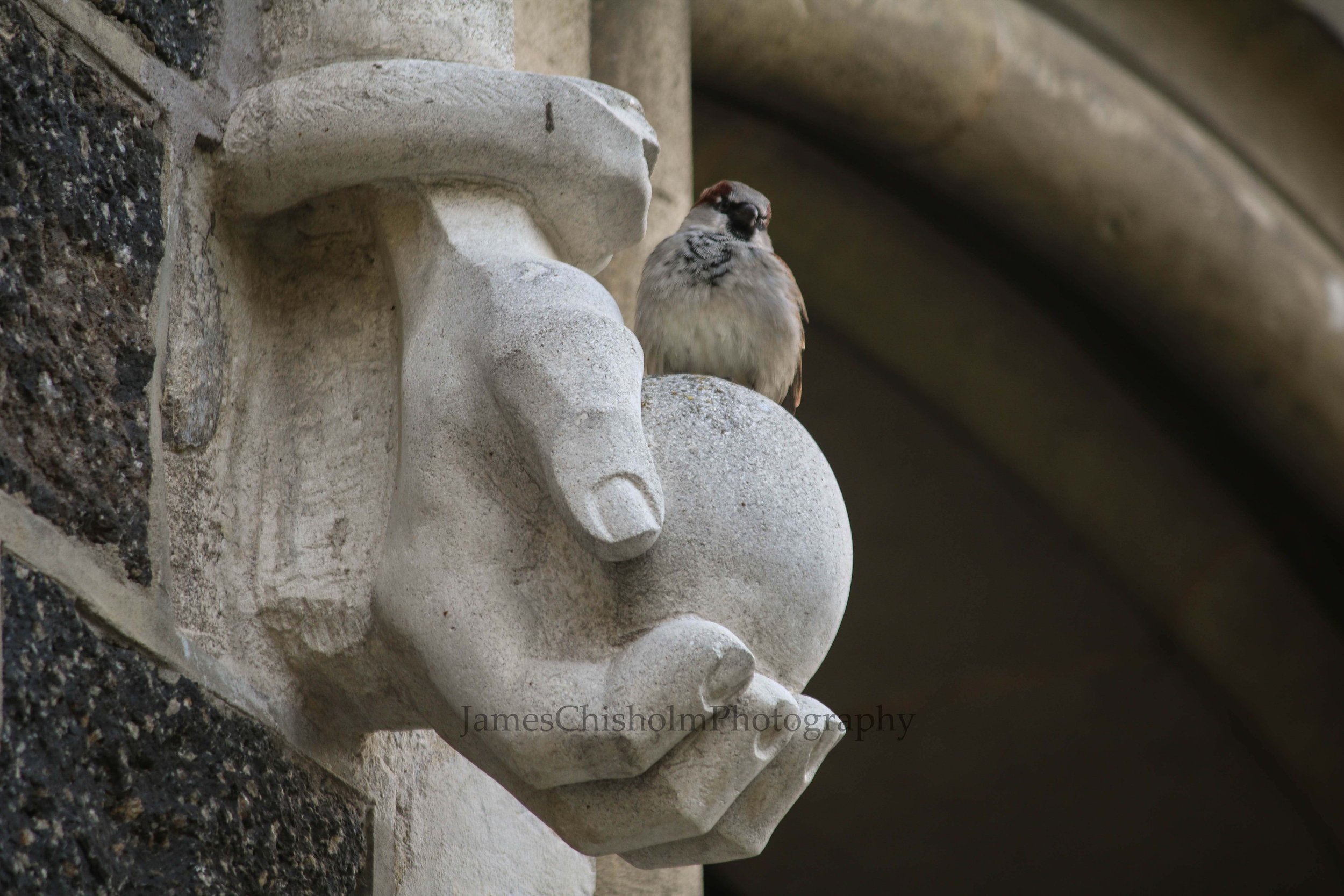 Perched Bird
