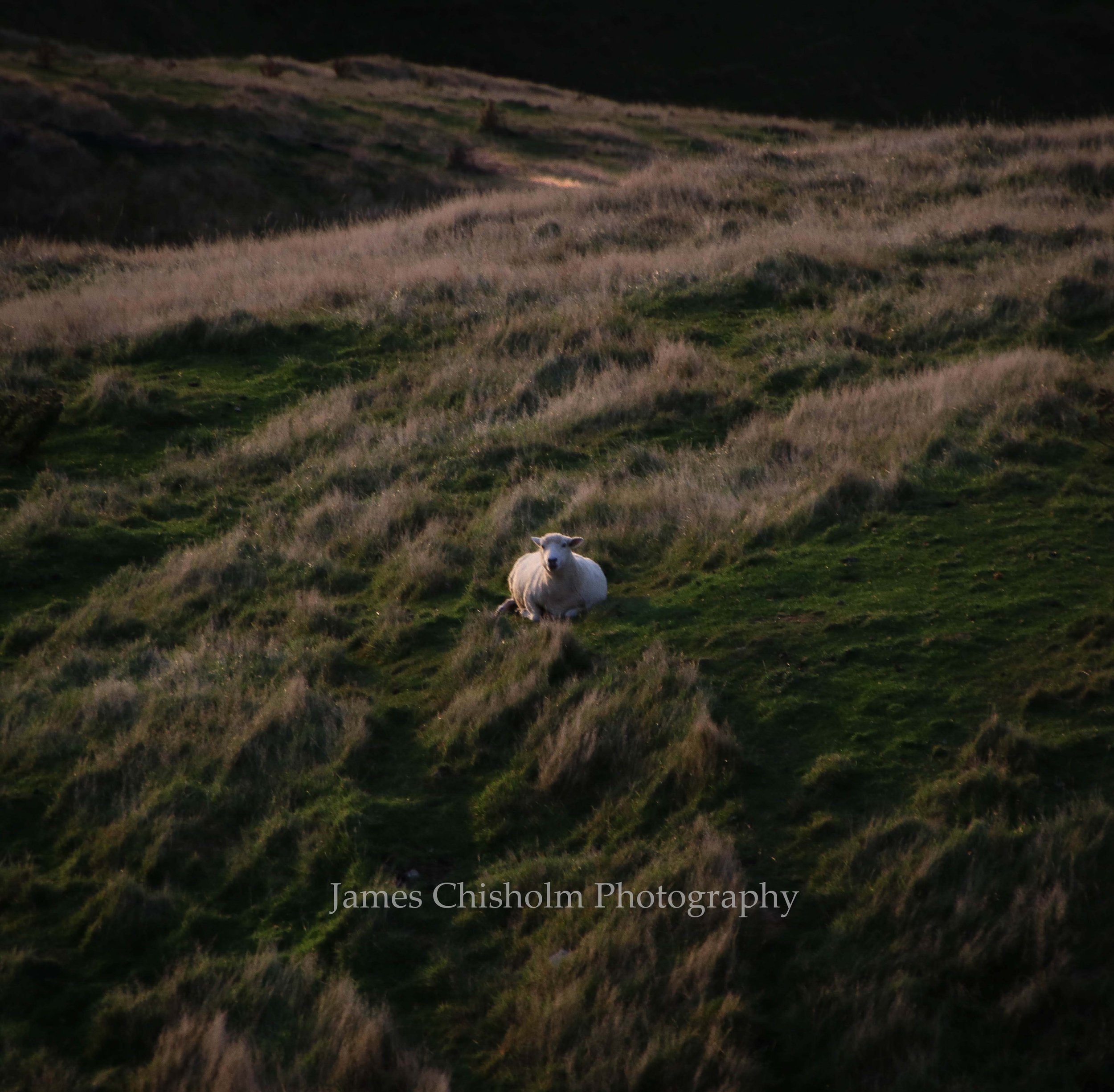 Lone Sheep