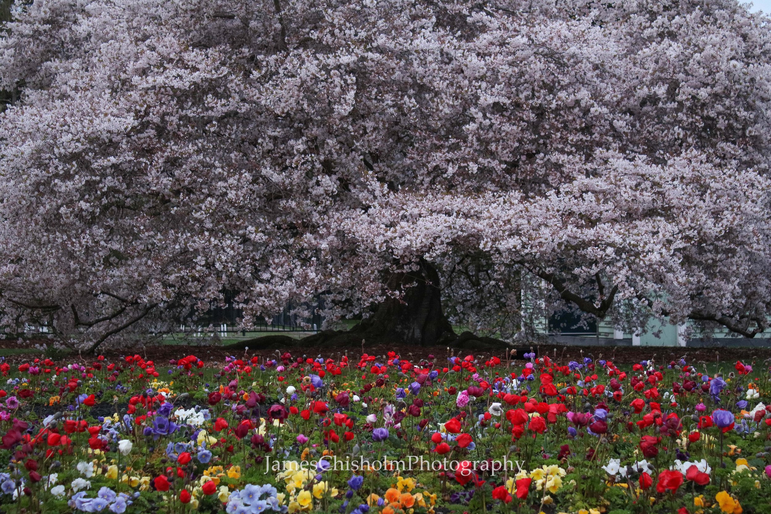 Full Bloom