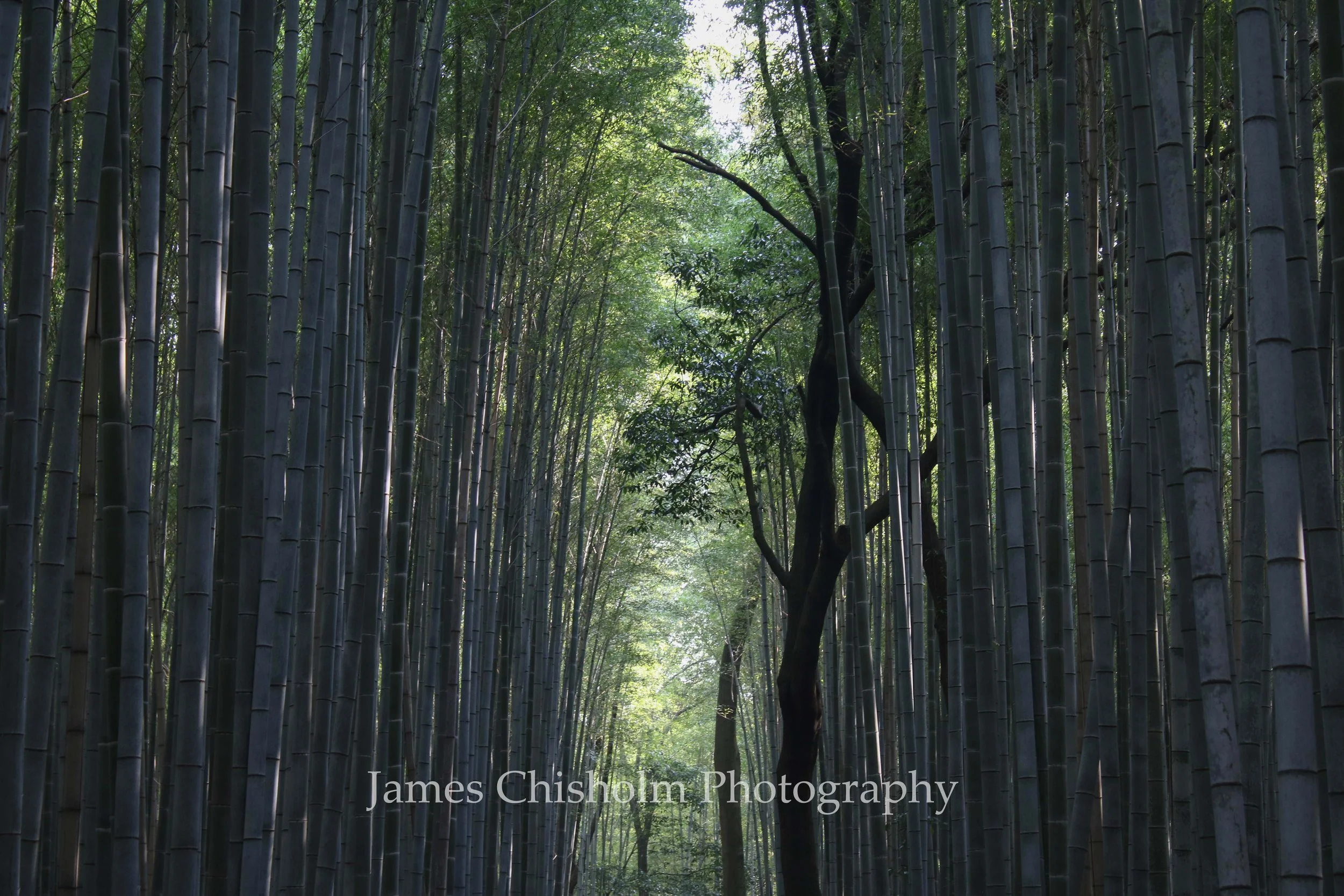 Bamboo Explorer

- Kyoto, Japan