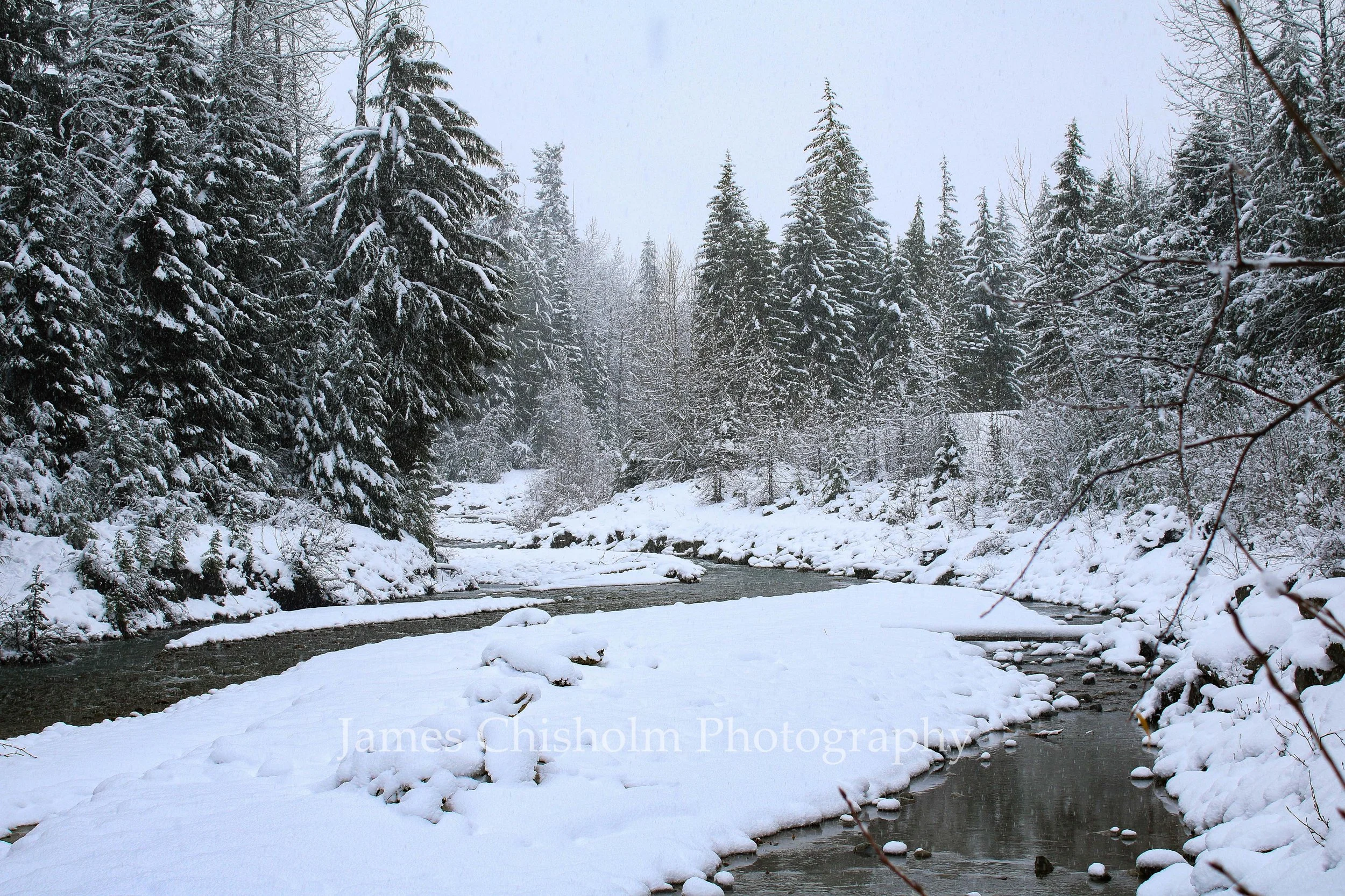 Winter Forest

- Whistler, Canada