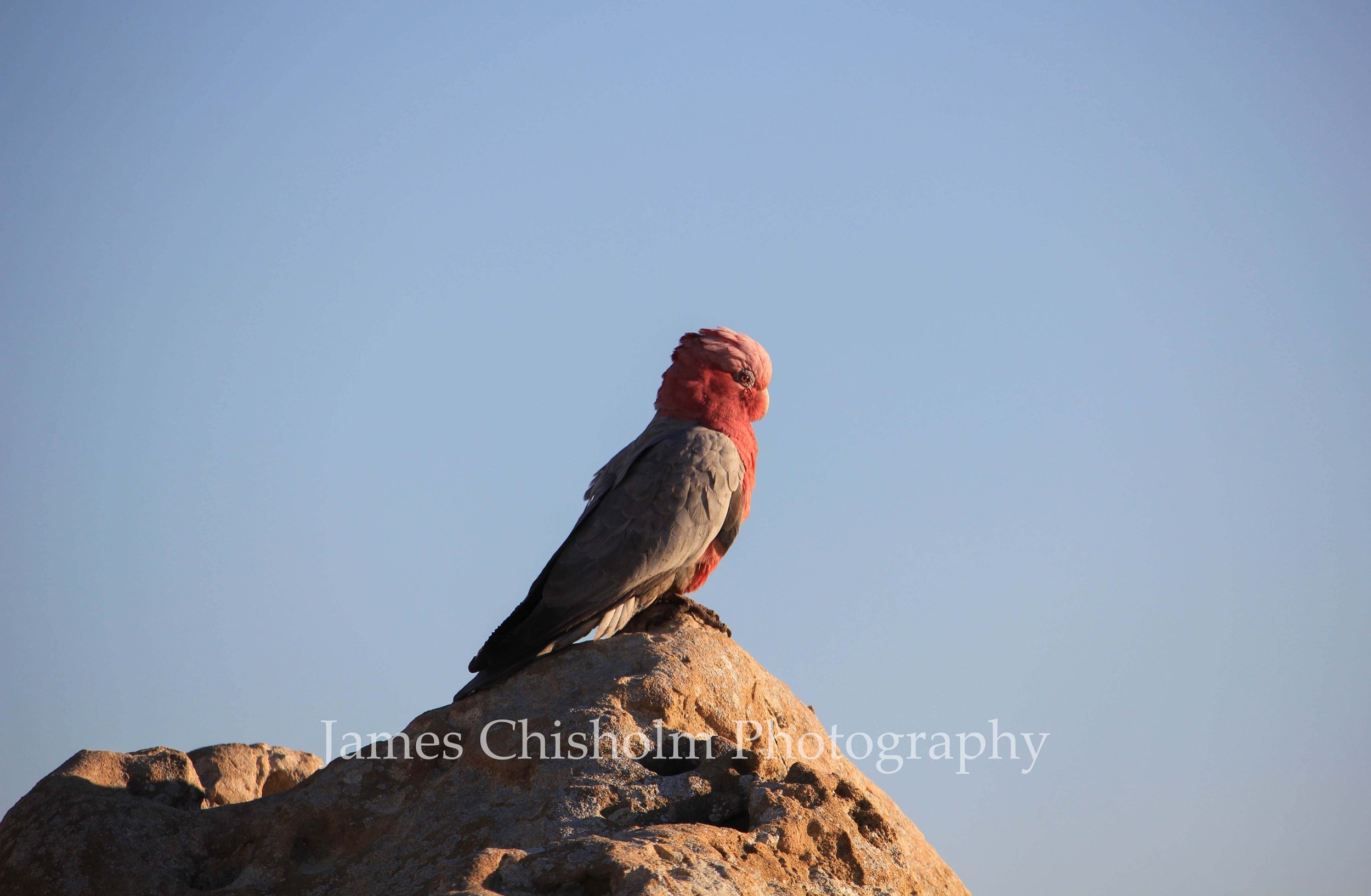 The Parrot

- Pinnacles Desert, Australia