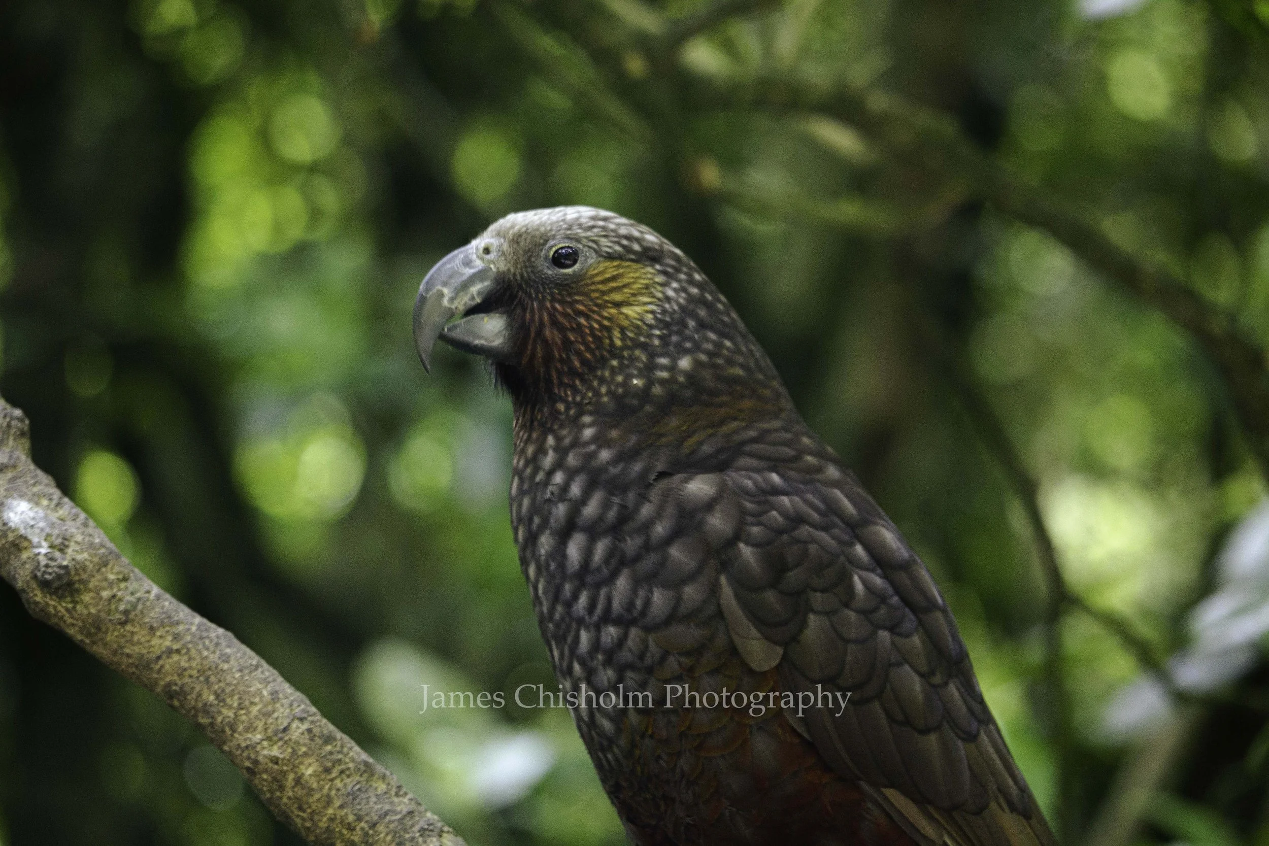 Kea