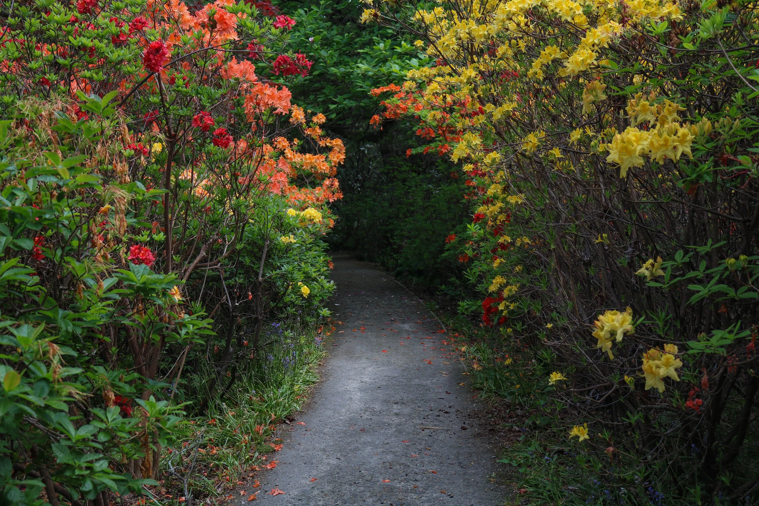 Garden Path