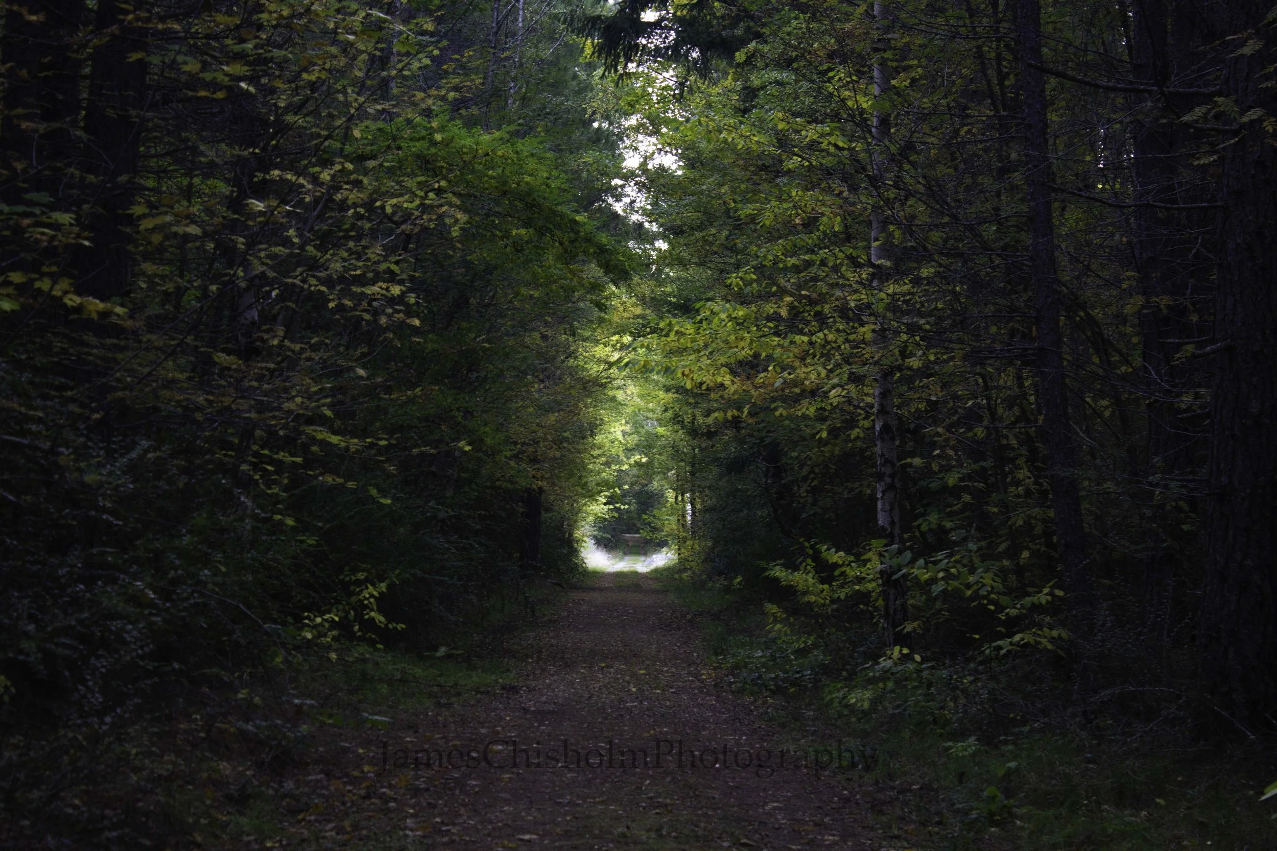 Hanmer Forest Path V2