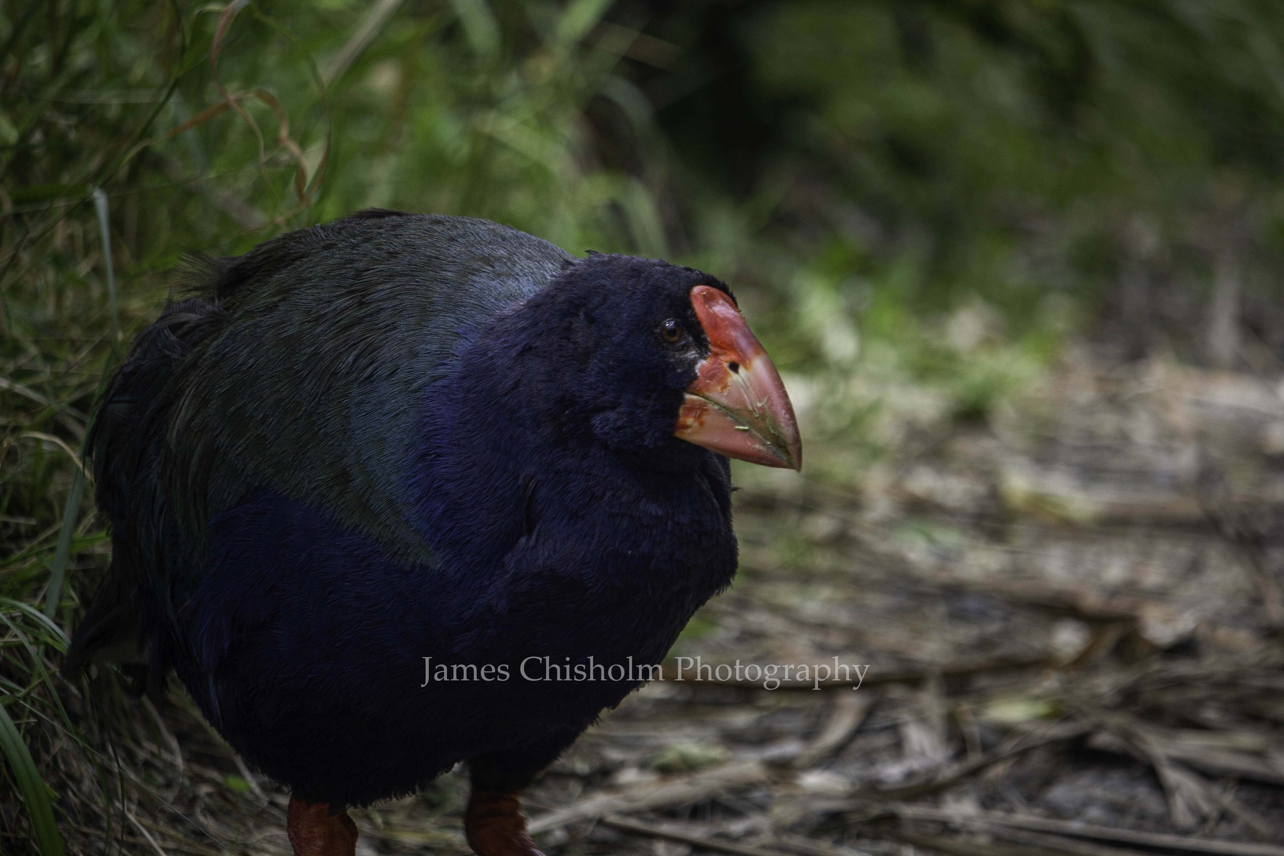 Takahe #2