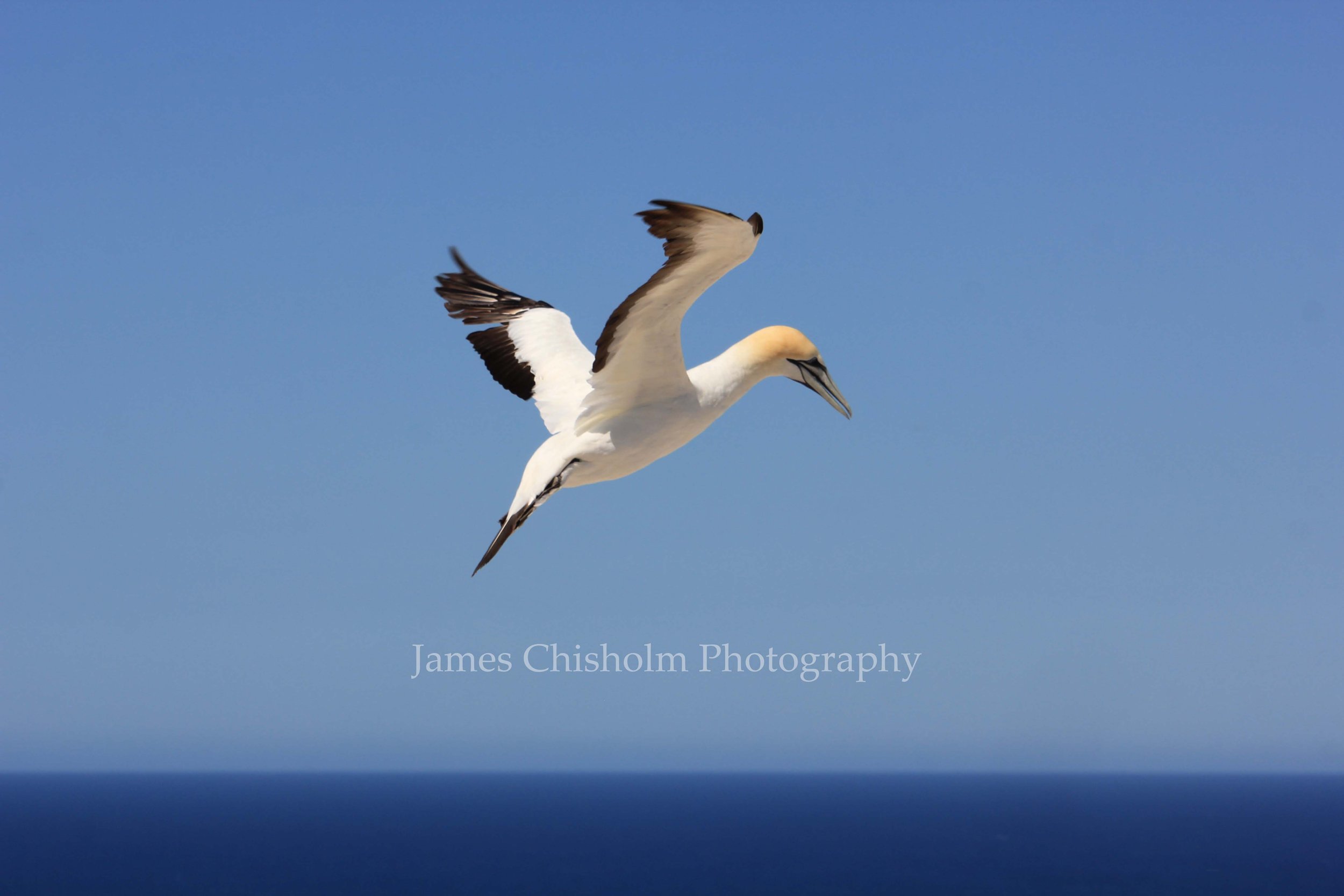 Cape Kidnappers Colony #2