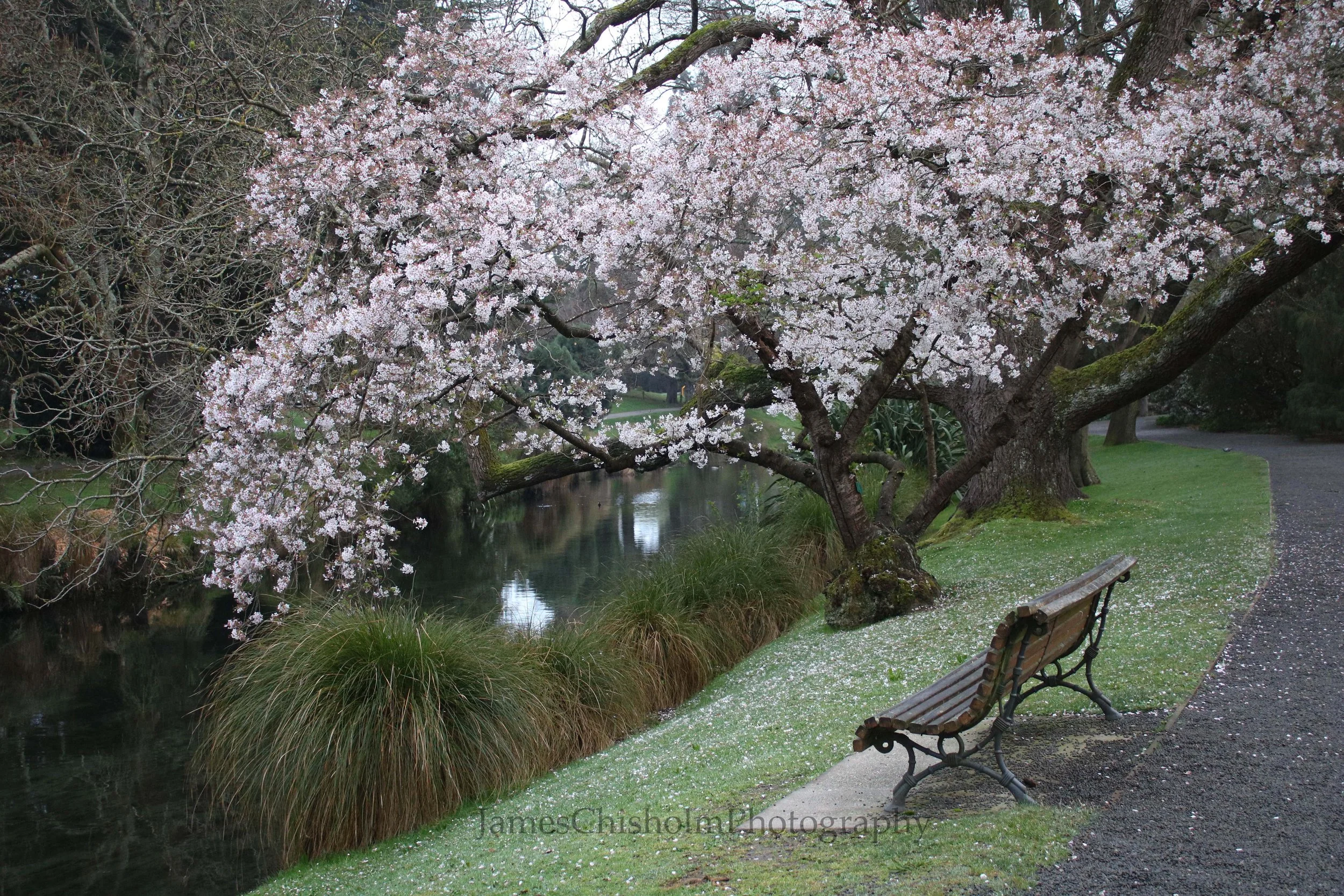 Spring upon the Avon
