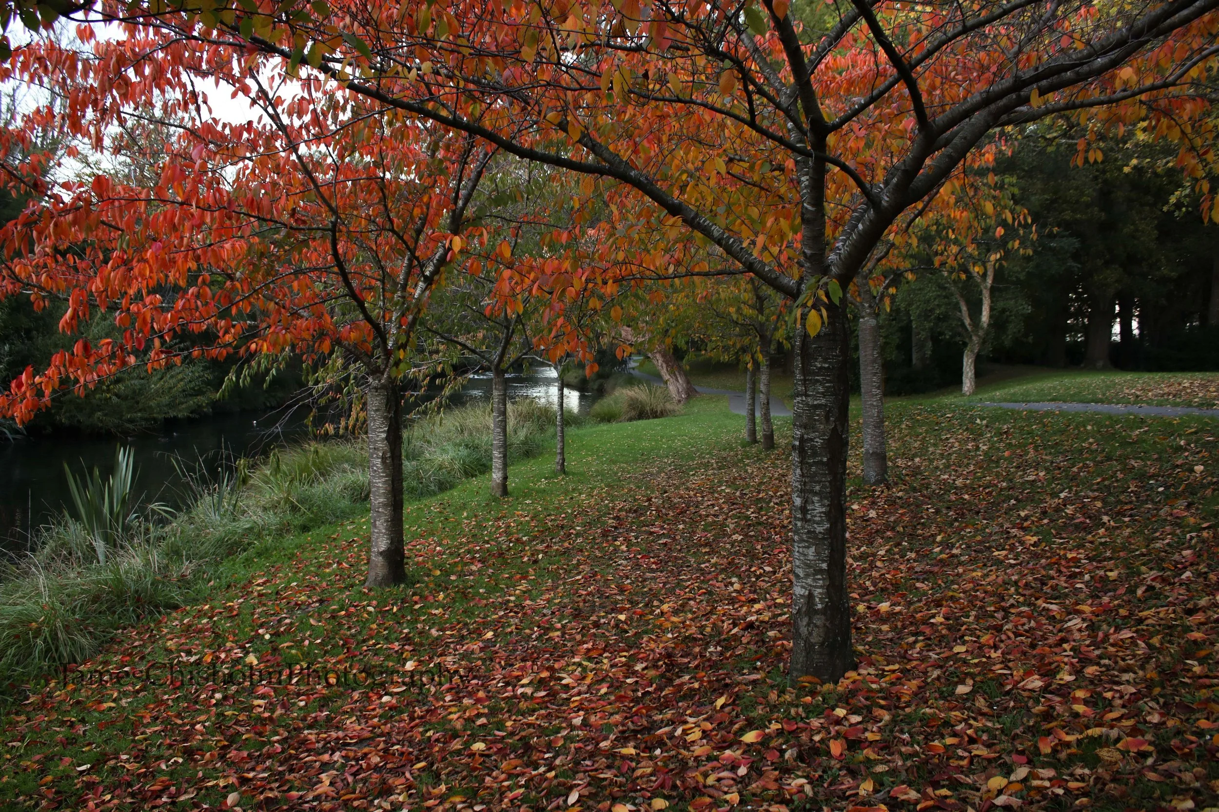 Fiery Gardens
