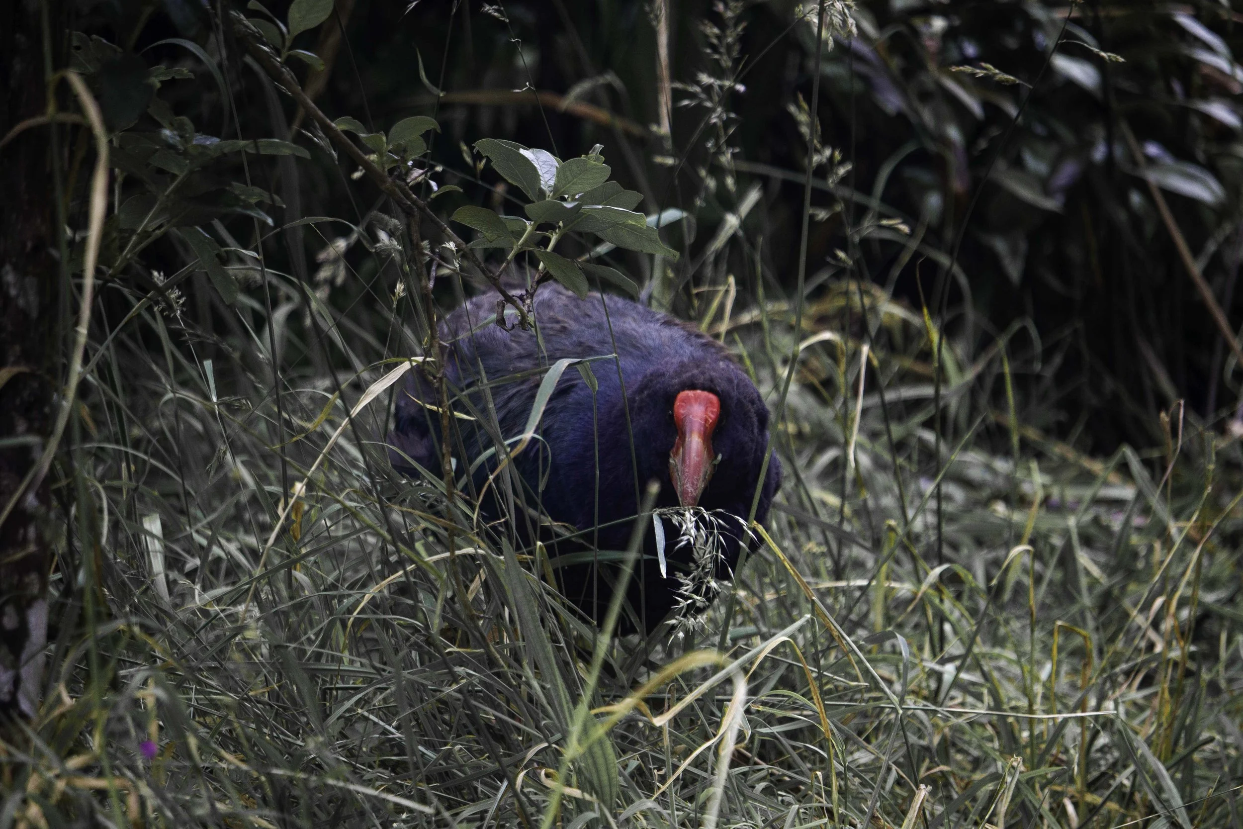 Takahe #1