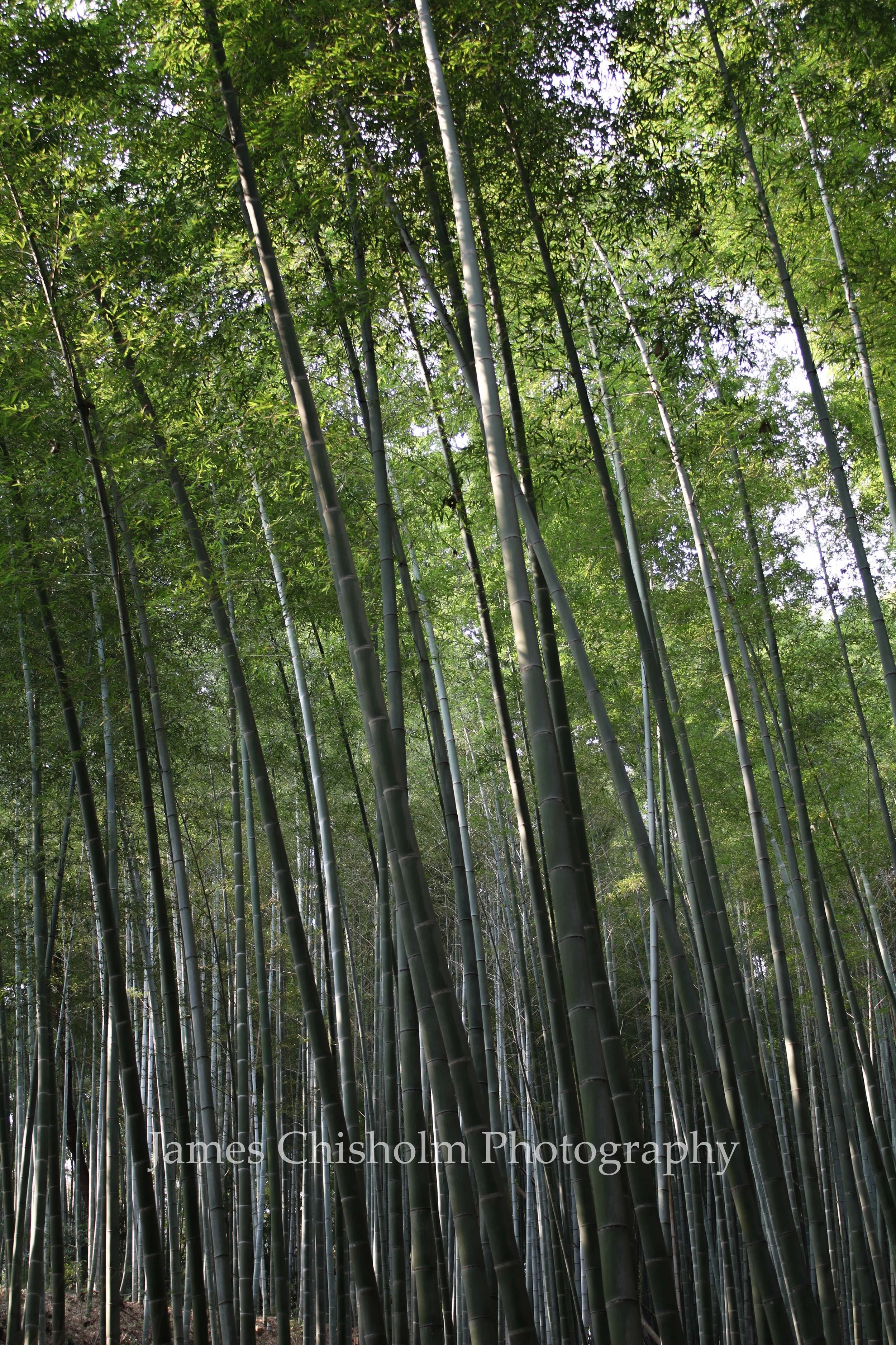 Tall bamboo stalks with green leaves overhead in a bamboo forest.