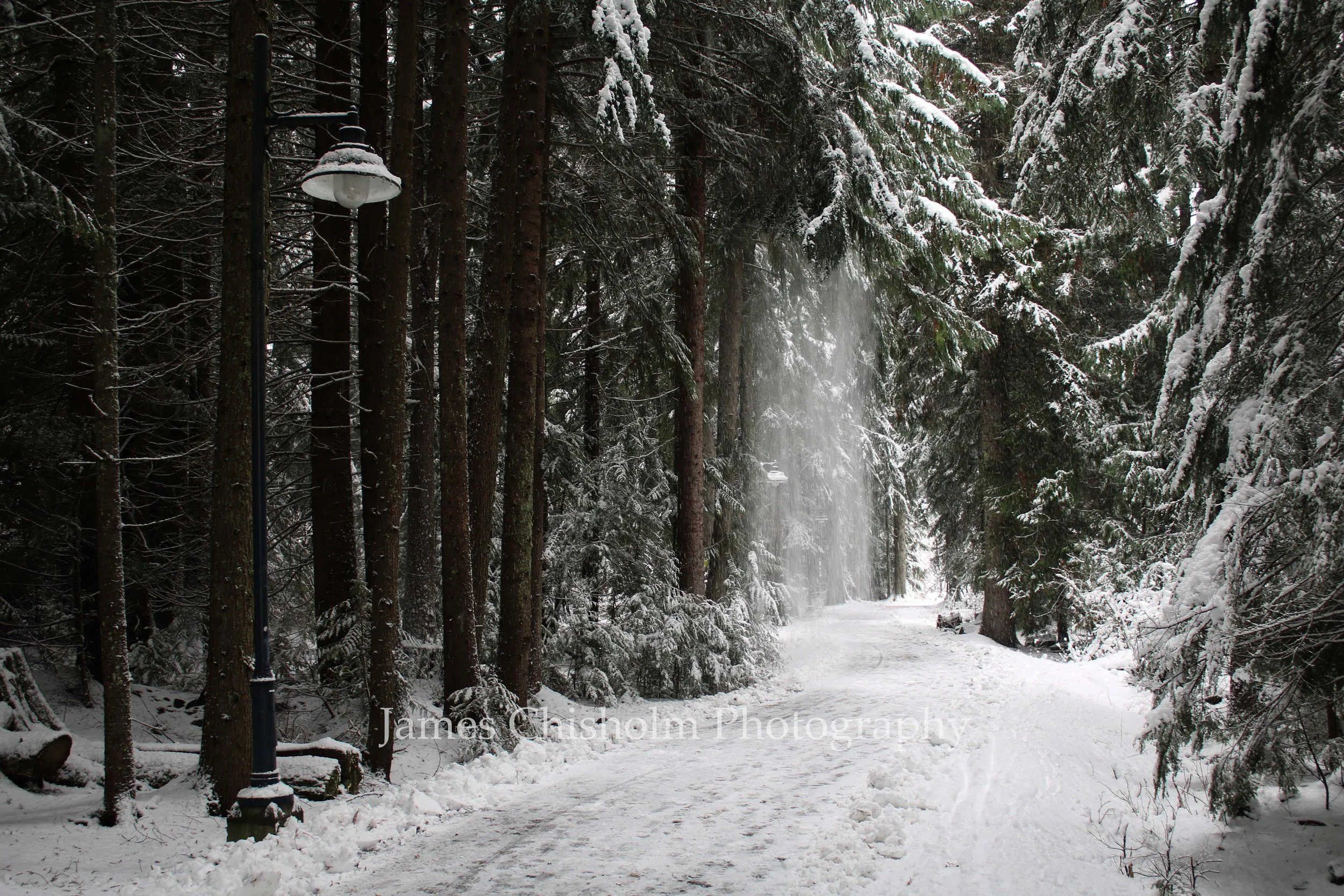 Winter Path

- Whistler, Canada