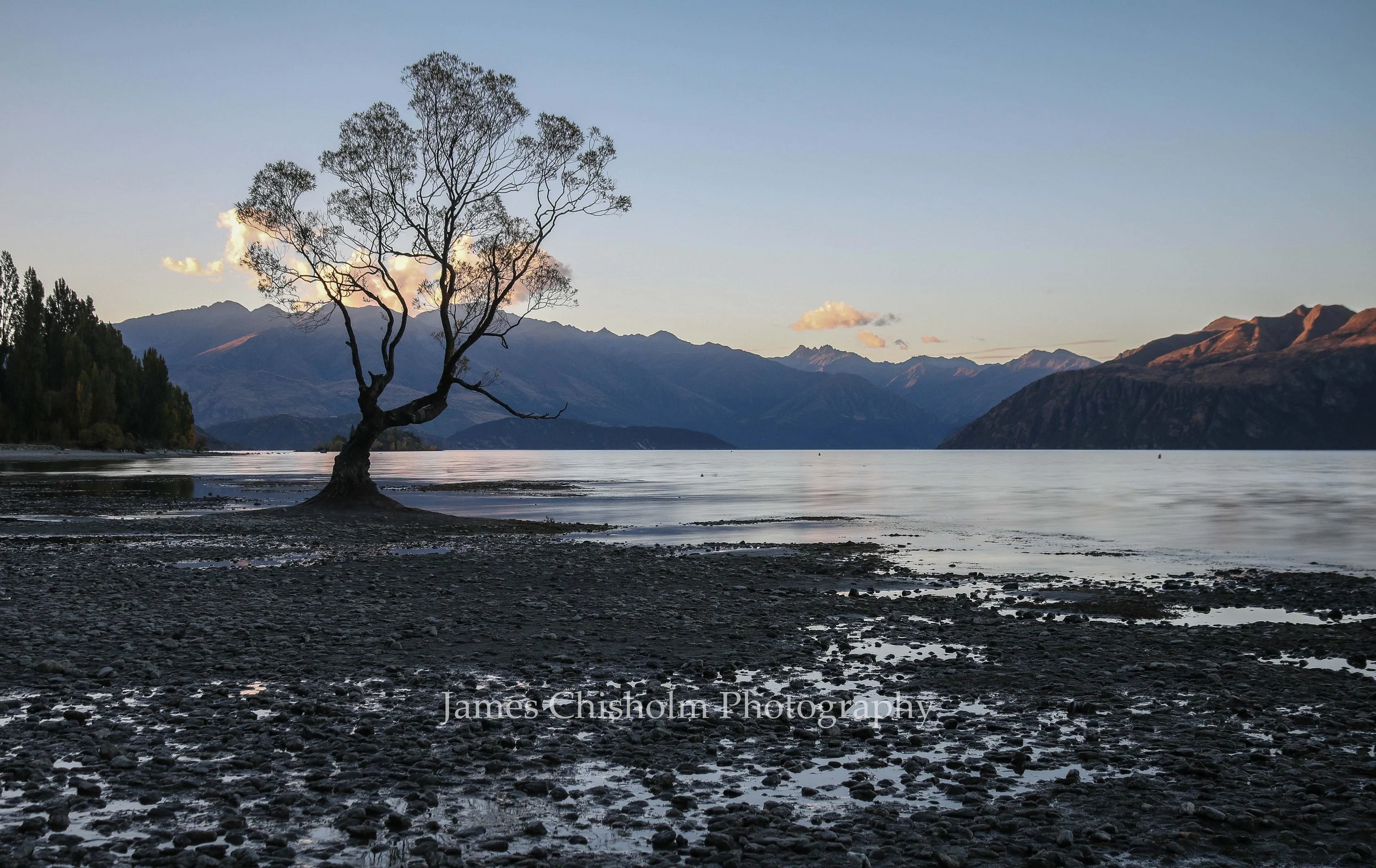 That Wanaka Tree #4