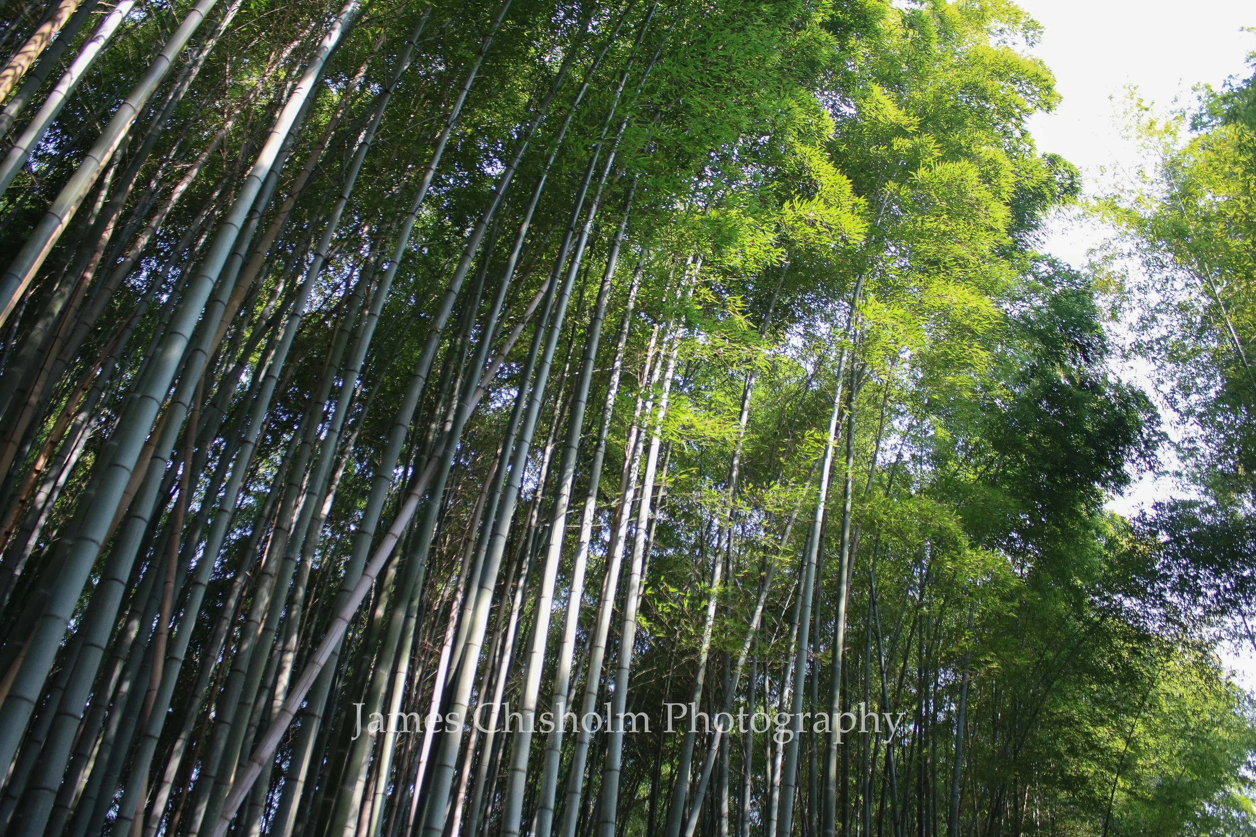 Morning Light

- Kyoto, Japan