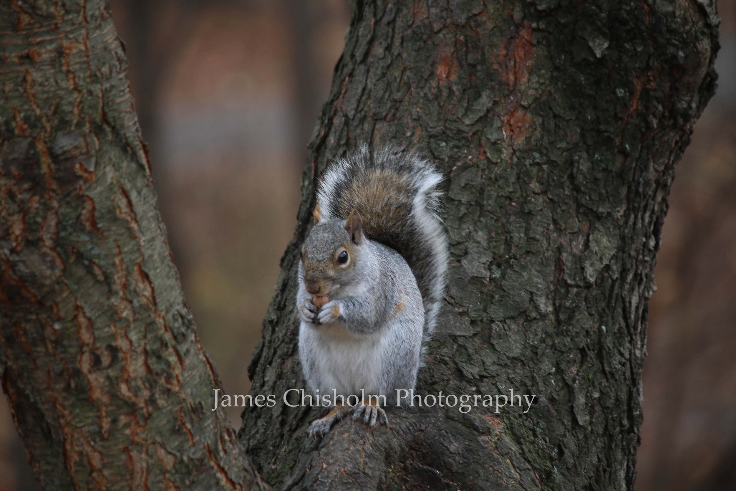 Central Park Wildlife

- New York, USA