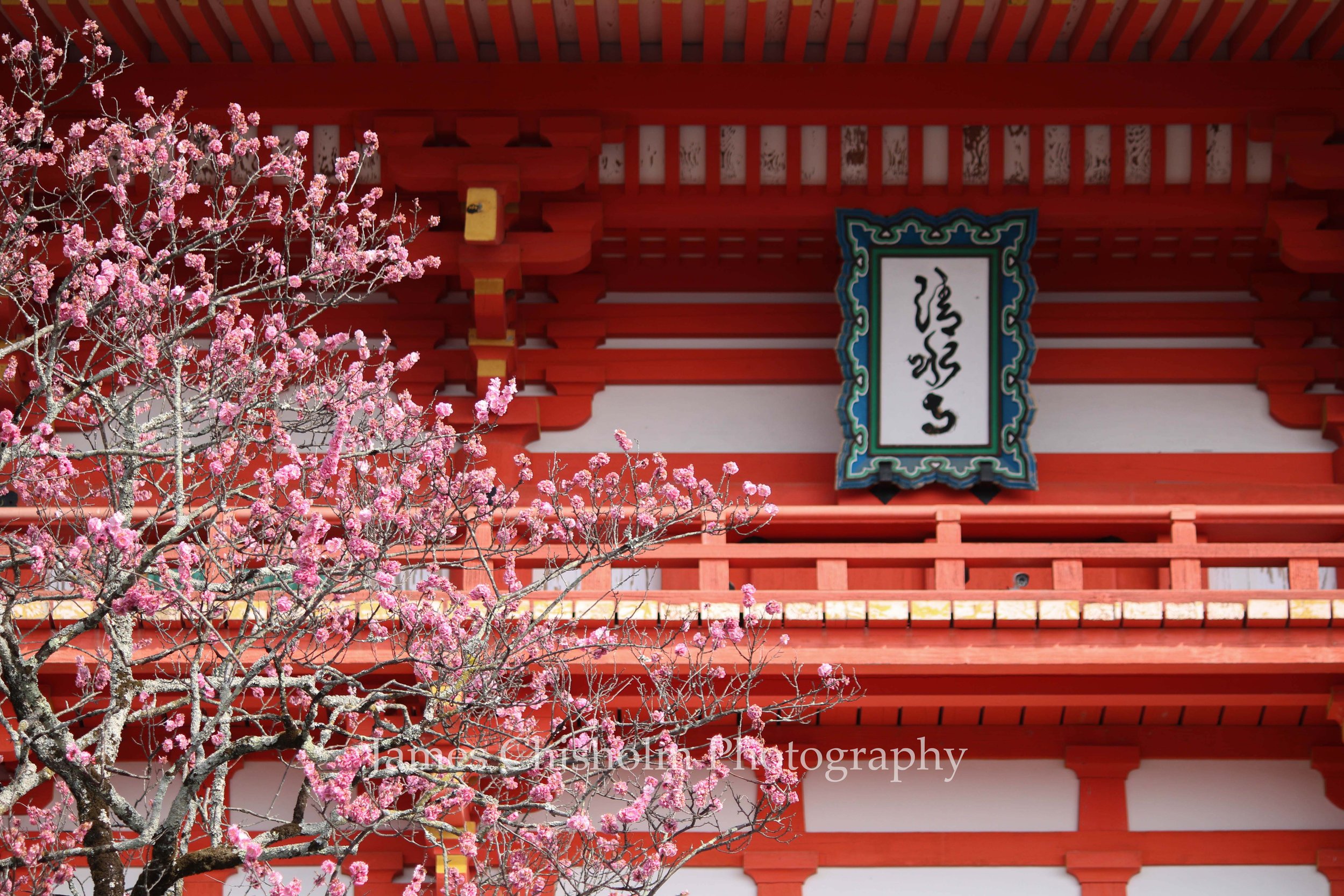 Blossom Season

- Kyoto, Japan