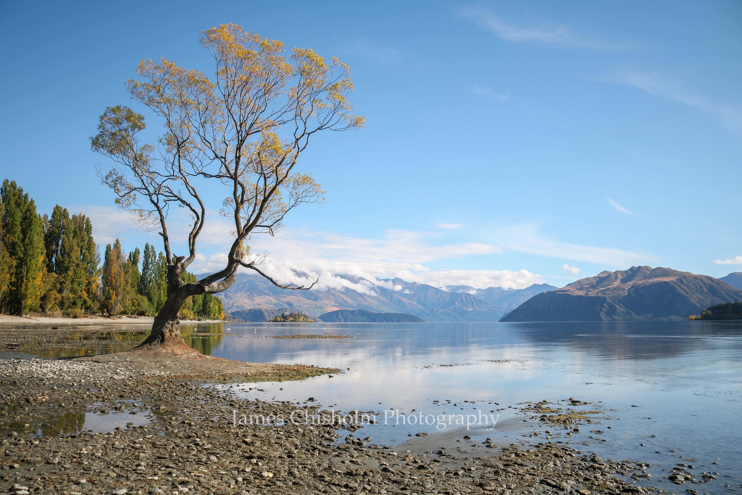 That Wanaka Tree #2