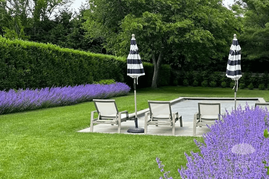 Backyard lounge area with lavender privacy hedge and manicured lawn