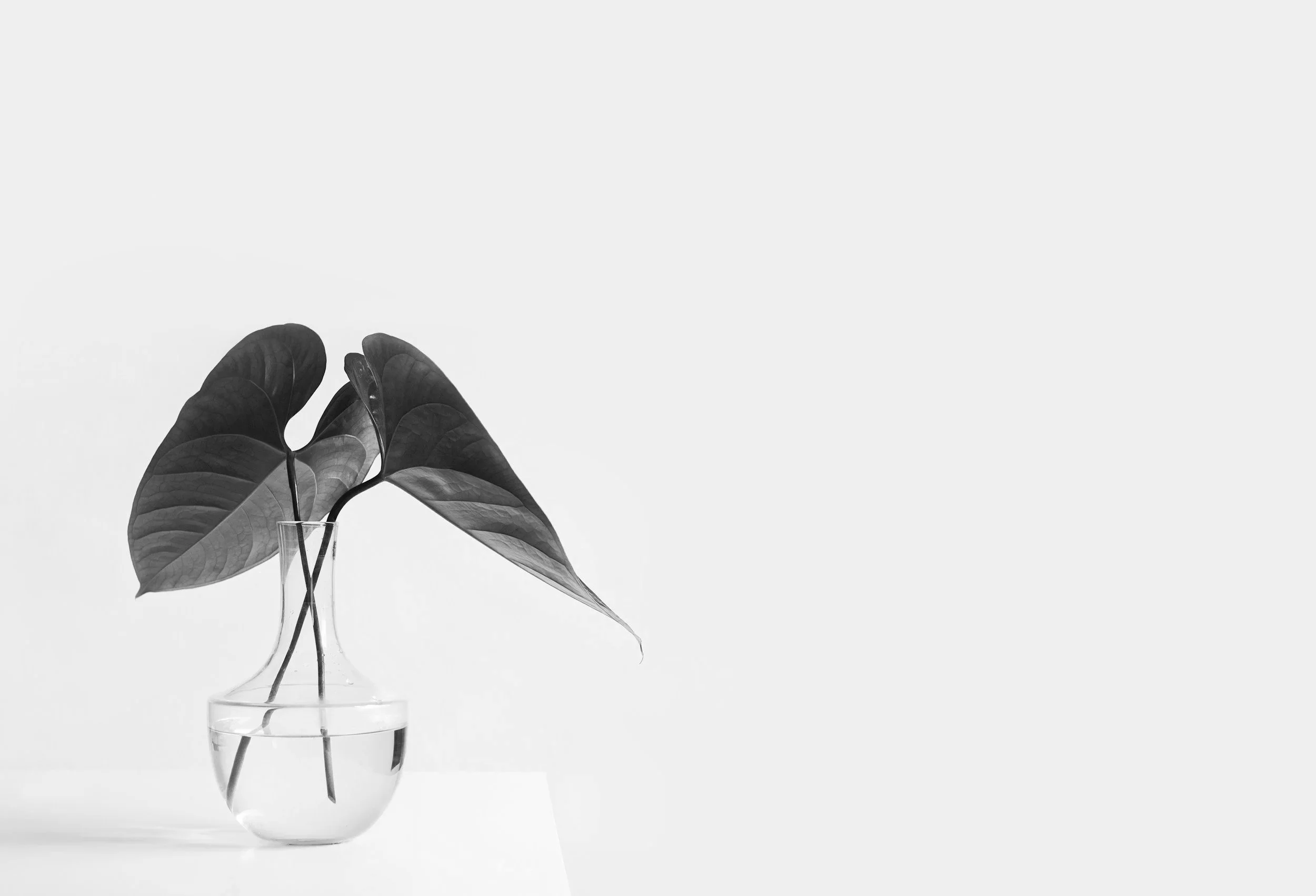 A clear glass vase with water holding a plant with large, dark leaves, against a plain white background.