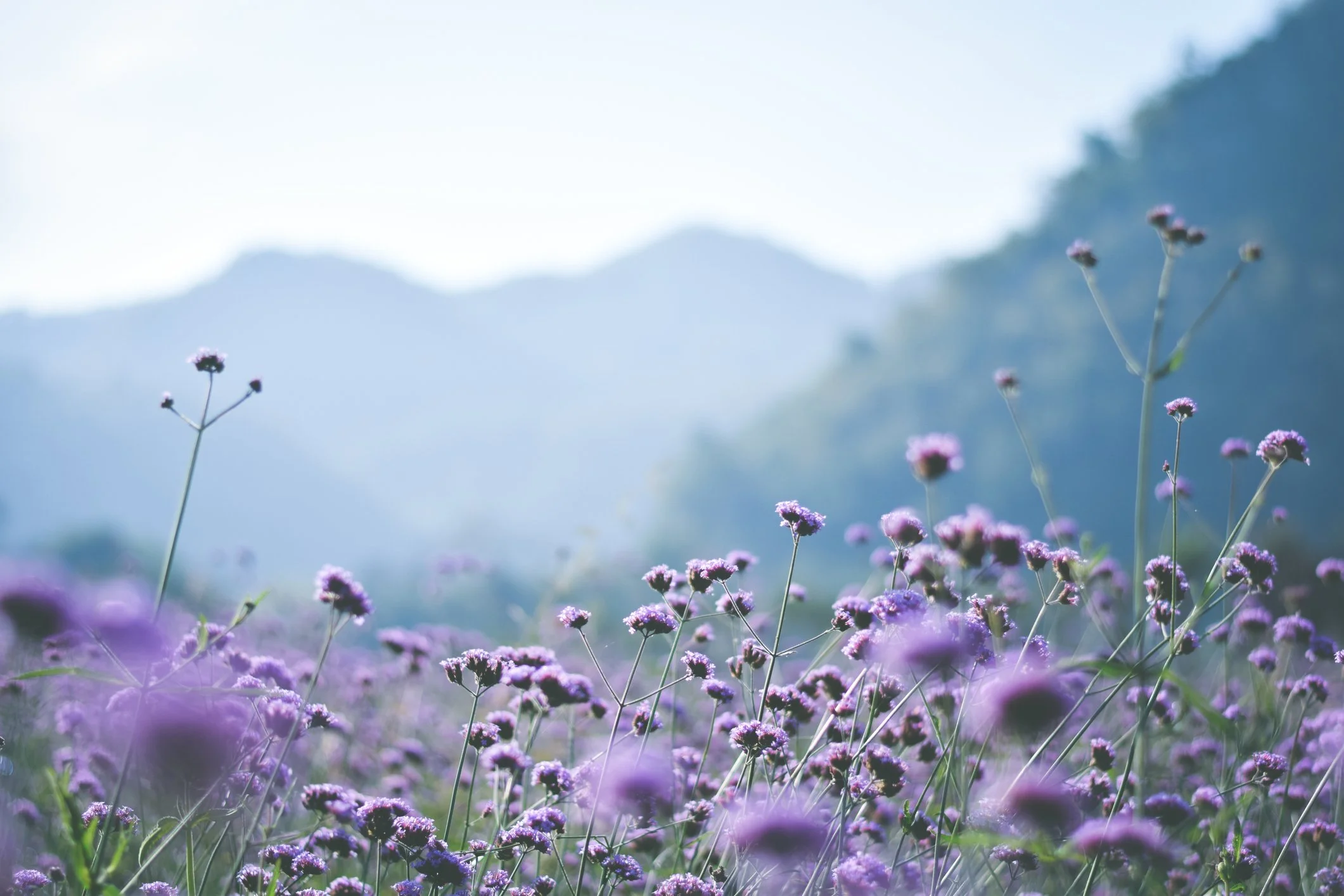 A field of purple flowers with mountains and a clear sky in the background.