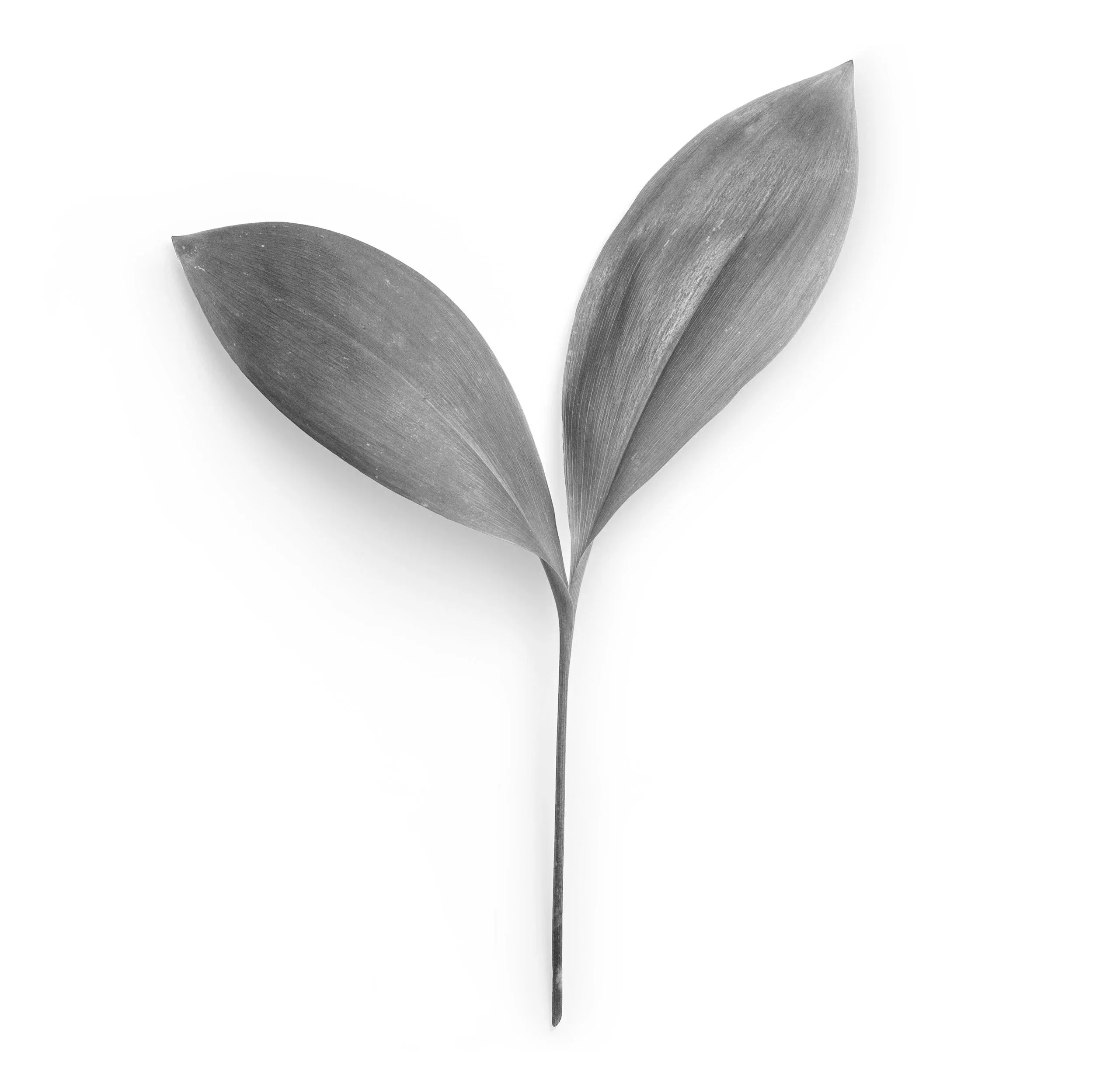 Black and white photograph of three elongated leaves with detailed textures, arranged with the tips pointing towards the top right corner of the image.