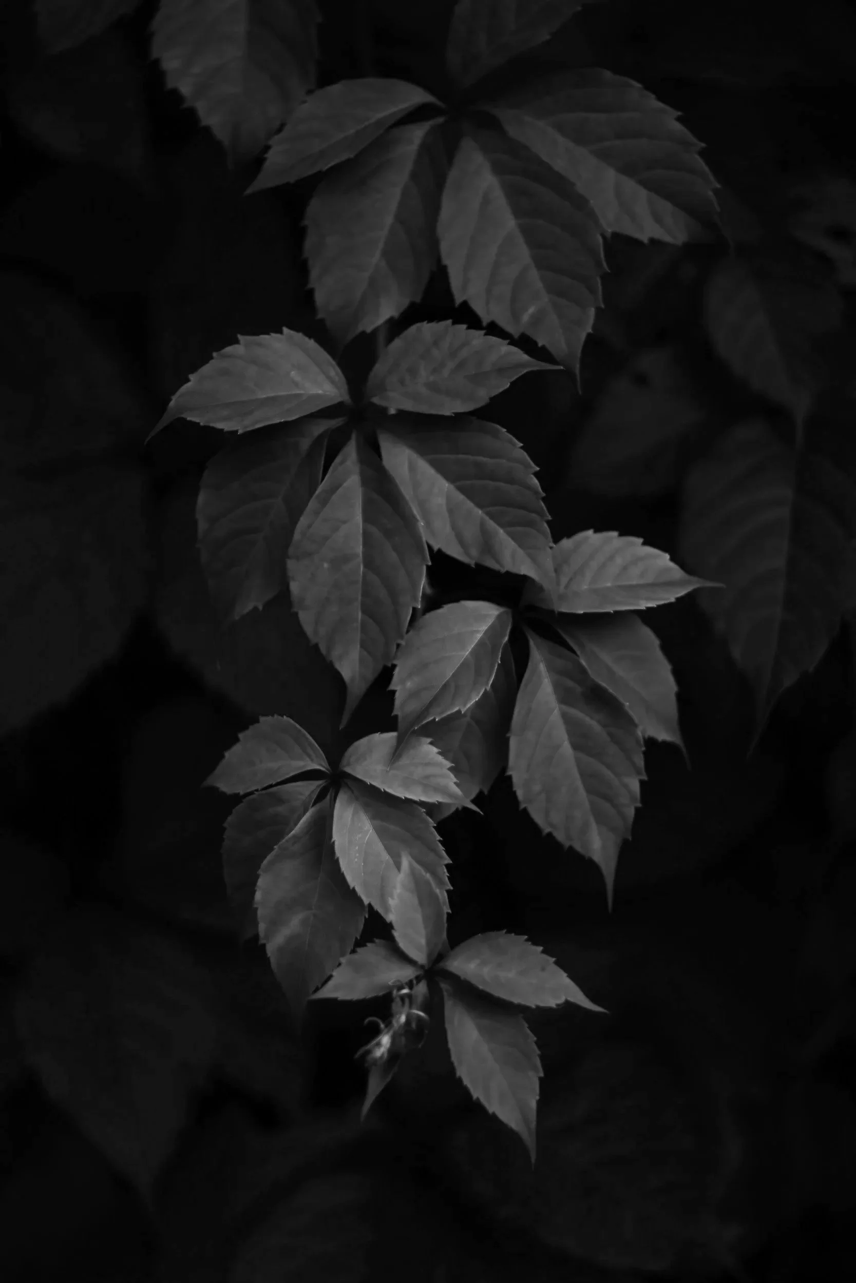 Black-and-white photograph of a plant with multiple serrated leaves, some in focus and others fading into the background.