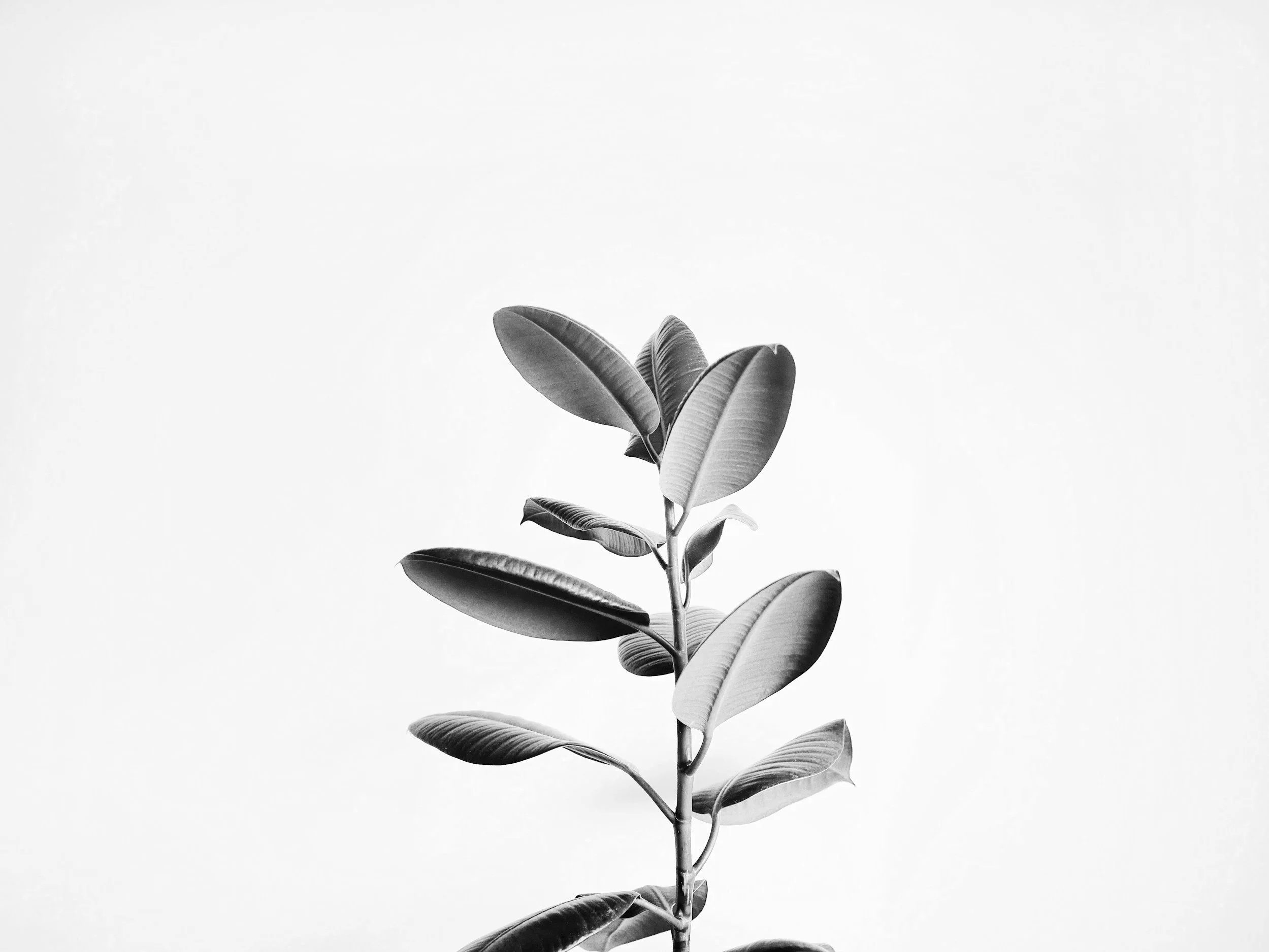 Black and white photo of a potted plant with broad leaves against a plain light background.