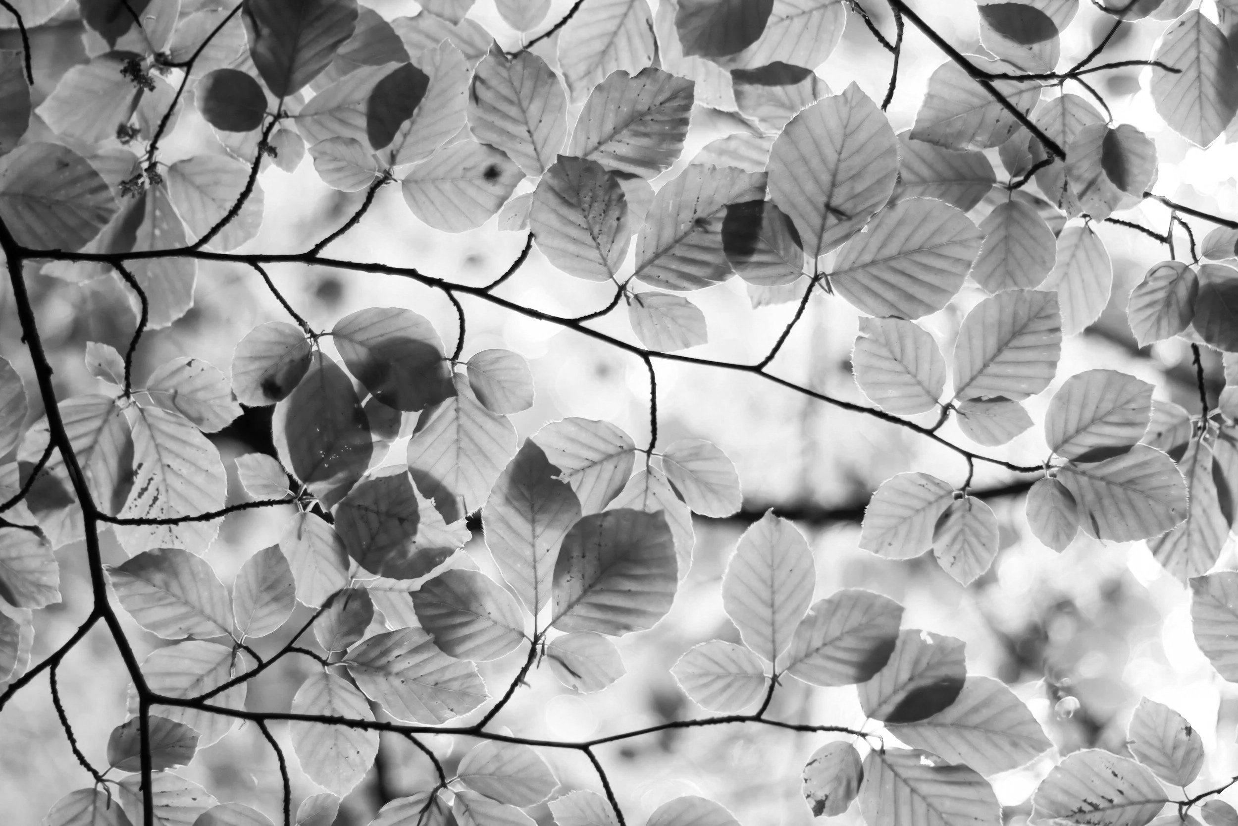 Black and white photo of leaves on tree branches, with light filtering through the foliage.