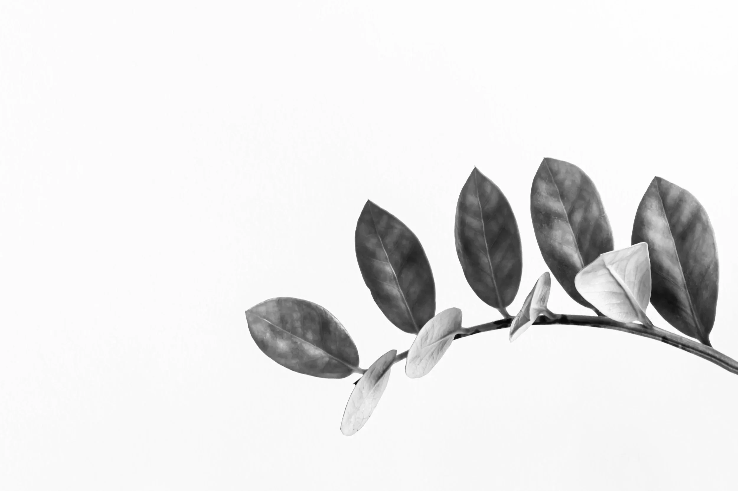 A black and white photograph of a branch with elongated leaves.
