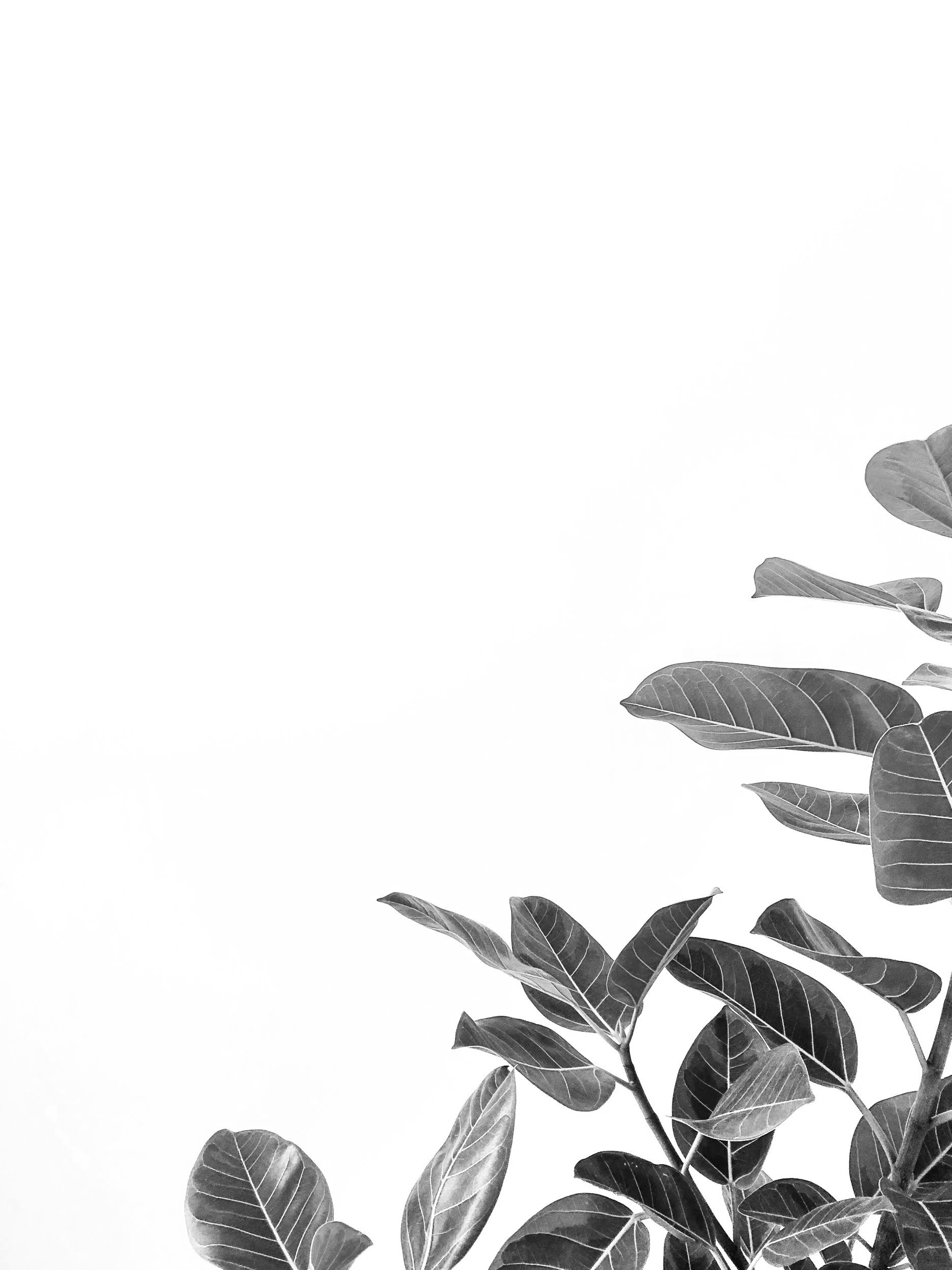 Black and white photograph of a branch with several large, oval-shaped leaves with visible veins.