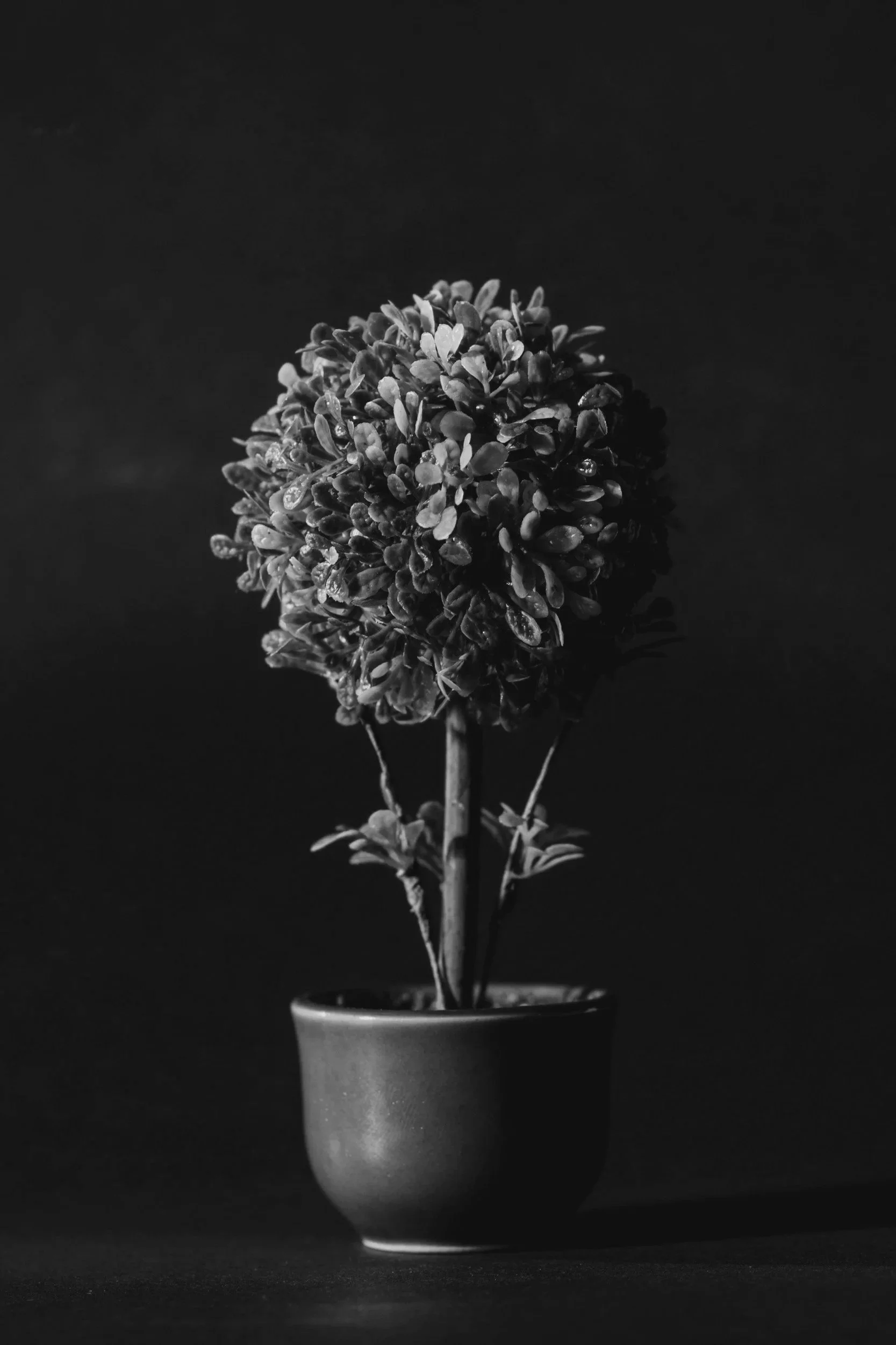 Black and white photo of a potted plant with a cluster of small leaves, placed on a flat surface against a dark background.