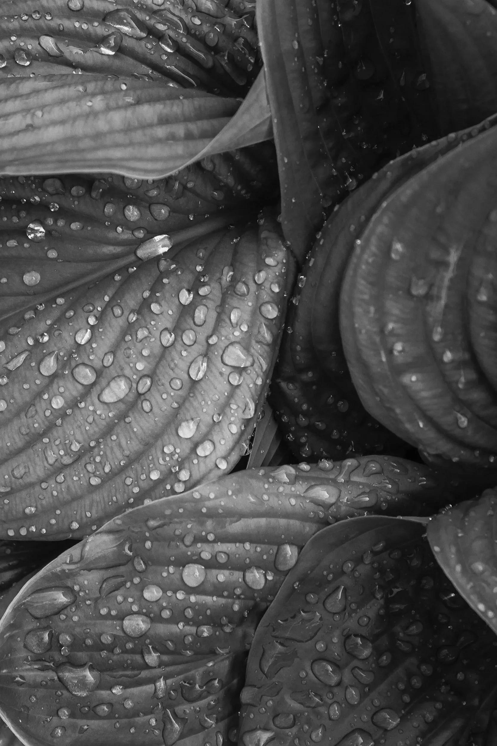 Close-up of leafy plants with water droplets on their surfaces, in black and white.