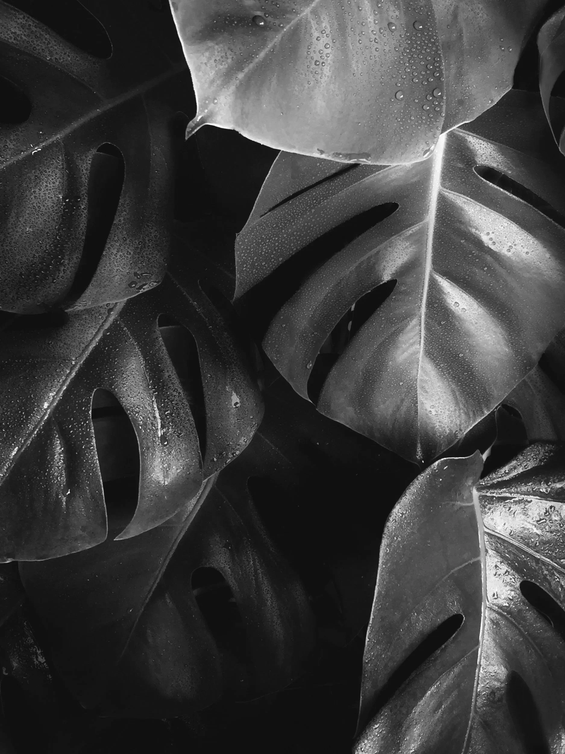 Close-up of dark-colored tropical leaves with water droplets on their surface, creating a textured and glossy appearance.
