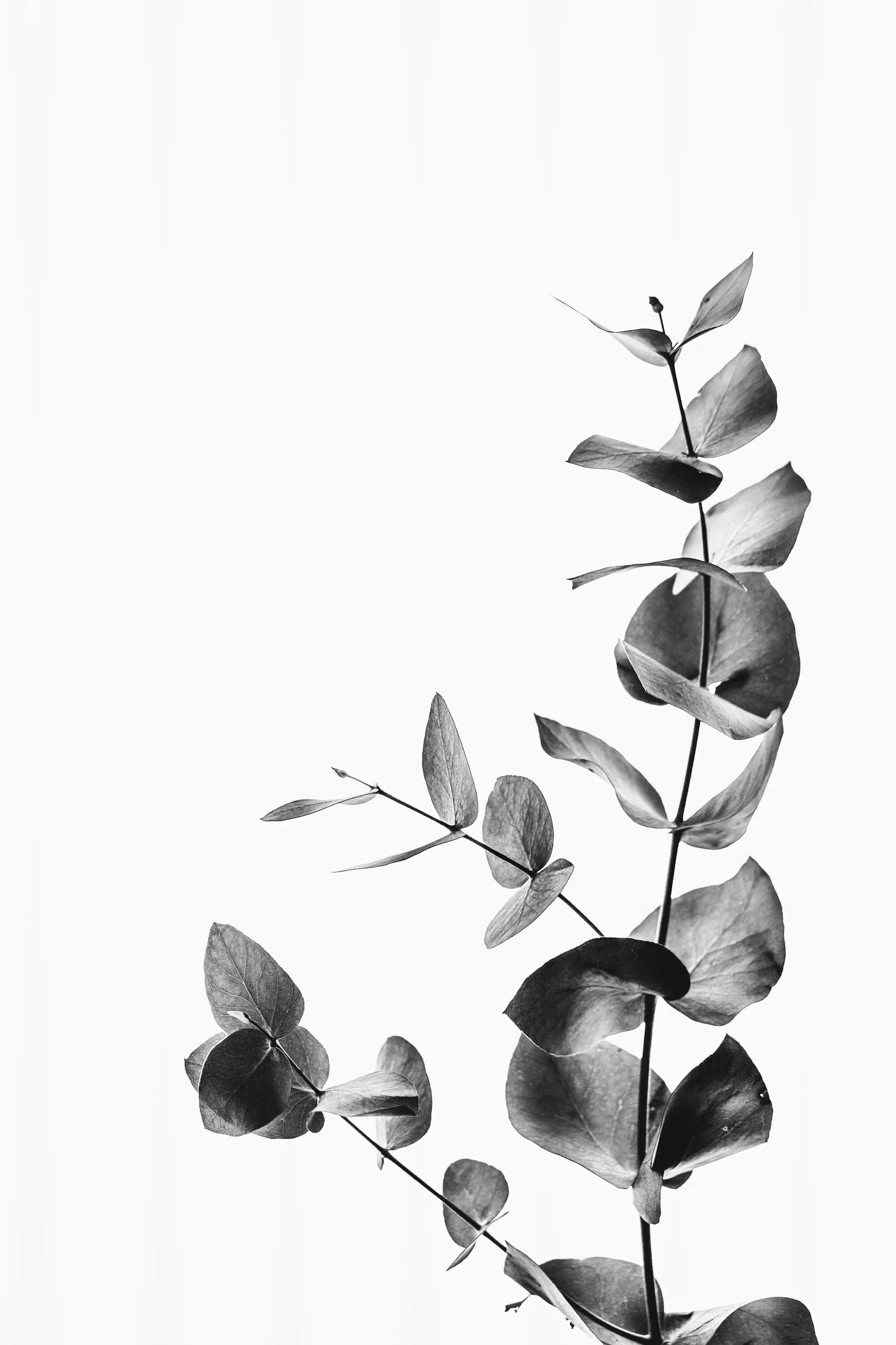 Black and white photograph of a botanical plant with elongated leaves and a stem.