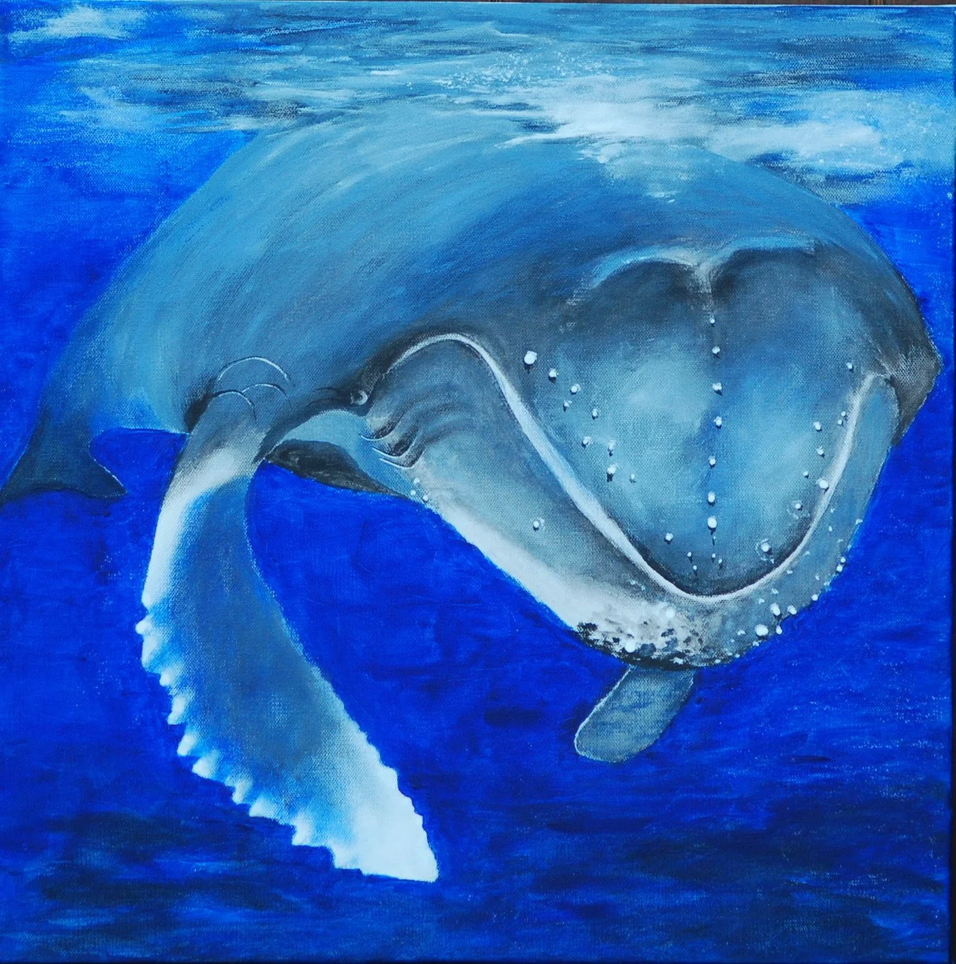 Humpback #3 (Another beauty I swam next to)