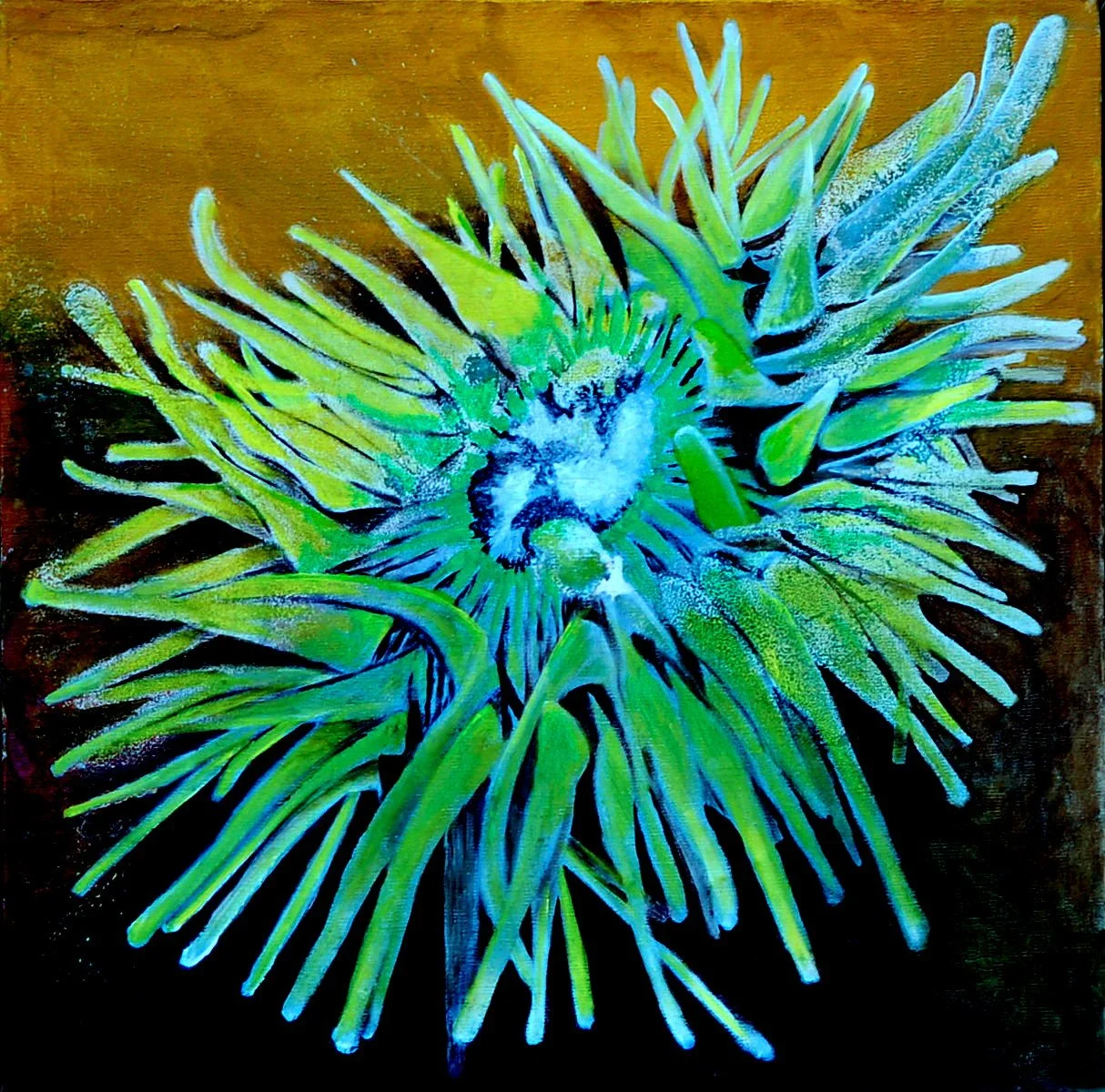 giant anemone2.JPG